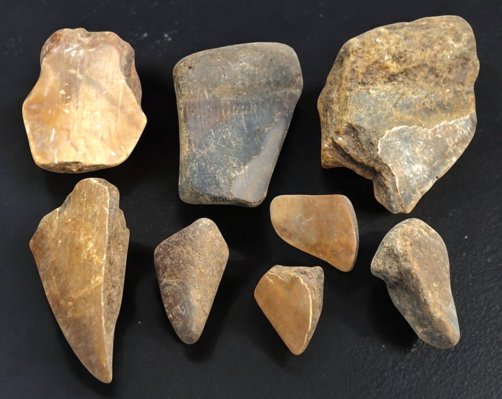 MEGALODON: Fossilized Shark Teeth Fragments, 3-7.5cm, 228g: A remarkable These prehistoric relics, preserved in varying shades of black, brown, and beige, exhibit natural mineralization from millions of years of submersion. Each fragment displays distinct surf
