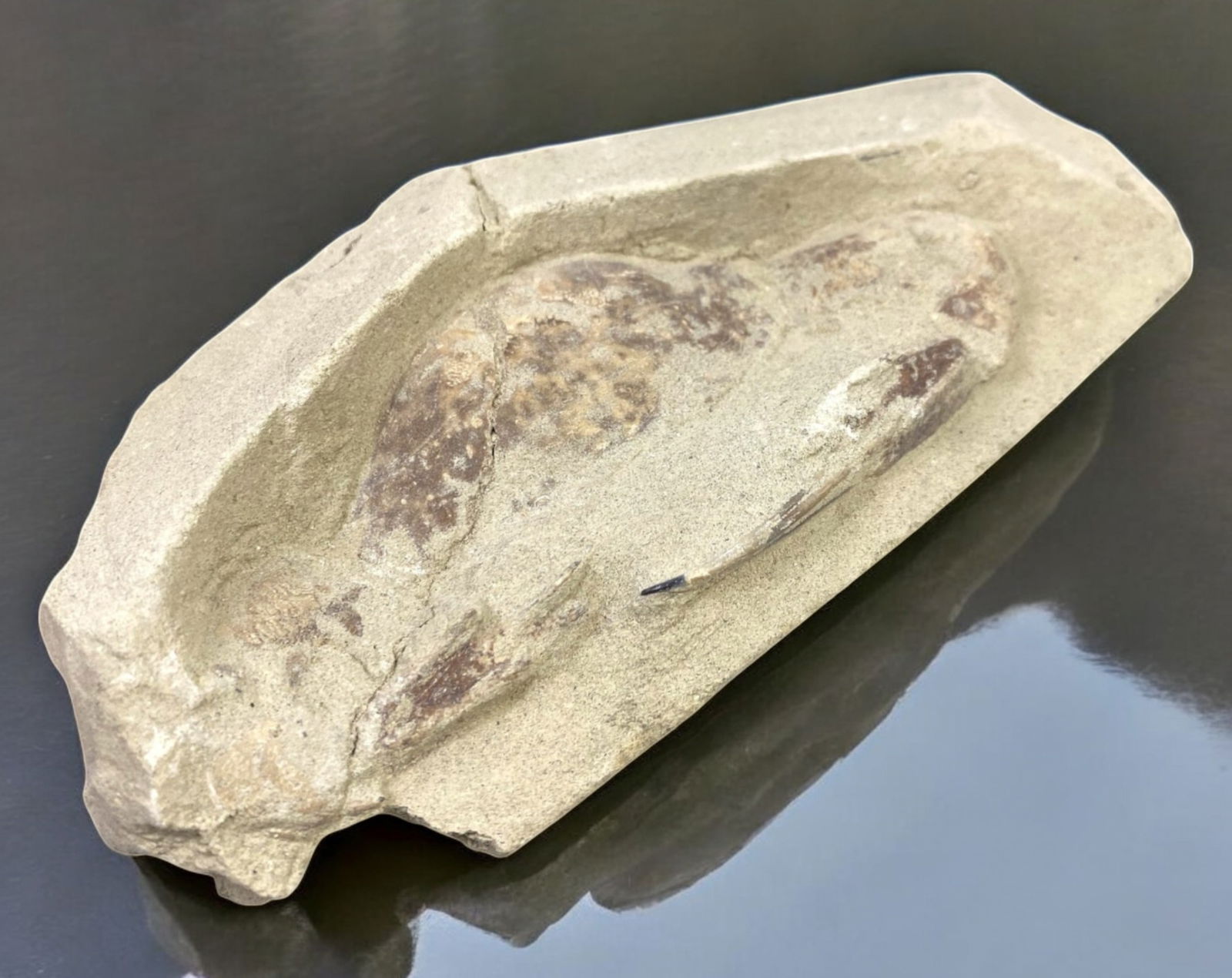 FOSSIL: Cretaceous Fossilized Crab, 7x15.3cm, 395g: A remarkable fossilized crab from the Cretaceous period, exhibiting well-preserved morphological features, including distinct claws, a rounded carapace, and detailed exoskeletal texture. This specimen