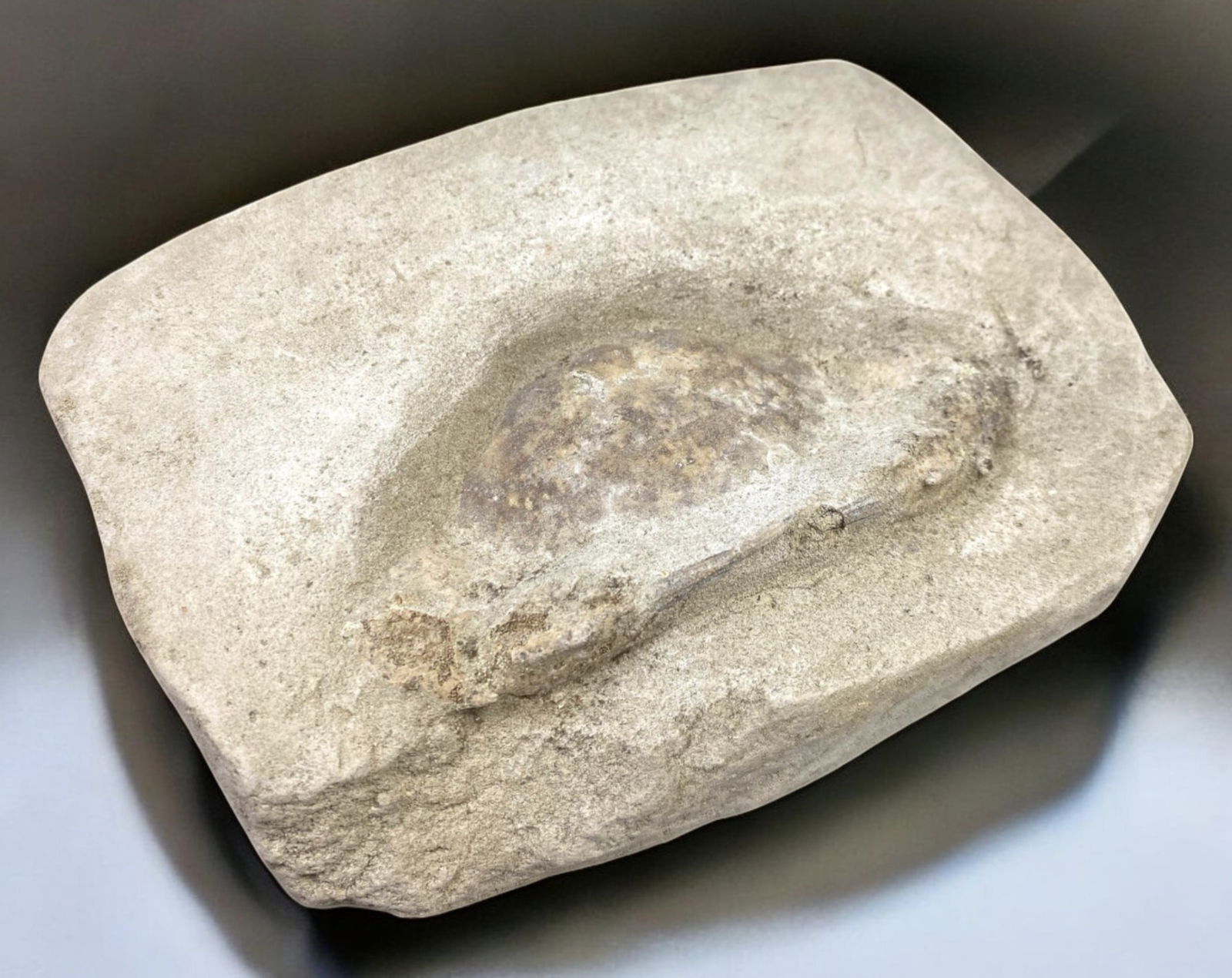 FOSSIL: Cretaceous Fossilized Crab, 11x15.5cm, 952g: A remarkable fossilized crab from the Cretaceous period, exhibiting well-preserved morphological features, including distinct claws, a rounded carapace, and detailed exoskeletal texture. This specimen