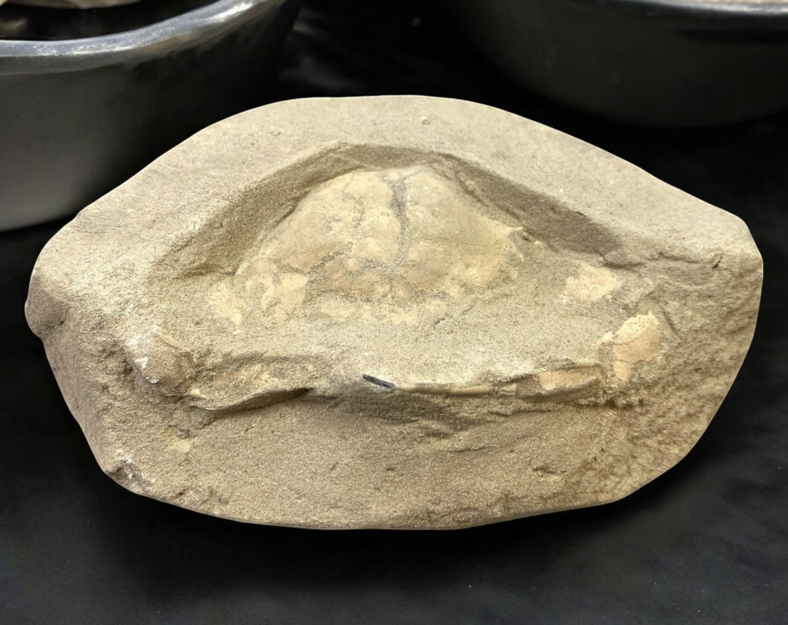 FOSSIL: Cretaceous Fossilized Crab - Exceptional Specimen, 7.9x12.5cm, 270g: A remarkable fossilized crab from the Cretaceous period, exhibiting well-preserved morphological features, including distinct claws, a rounded carapace, and detailed exoskeletal texture. This specimen