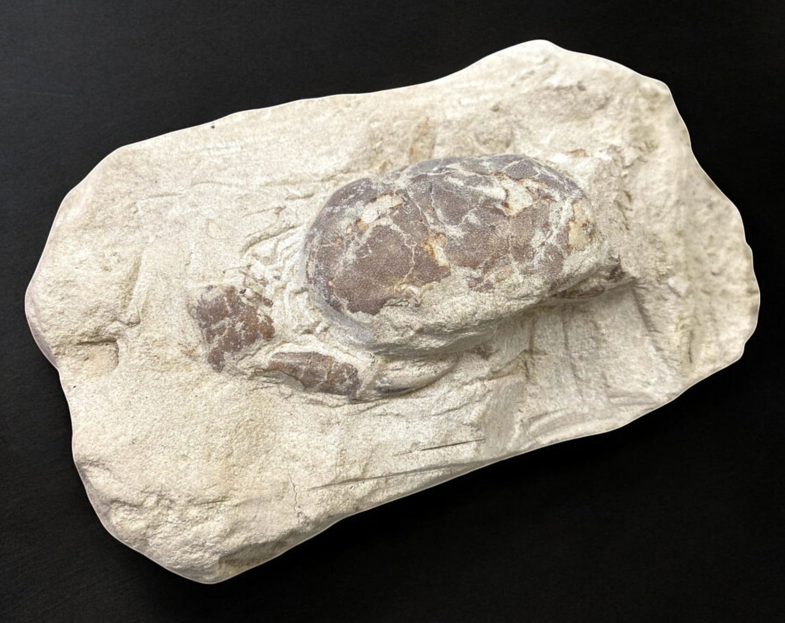 FOSSIL: Cretaceous Fossilized Crab - Exceptional Specimen, 6.6x11.2cm, 211g: A remarkable fossilized crab from the Cretaceous period, exhibiting well-preserved morphological features, including distinct claws, a rounded carapace, and detailed exoskeletal texture. This specimen