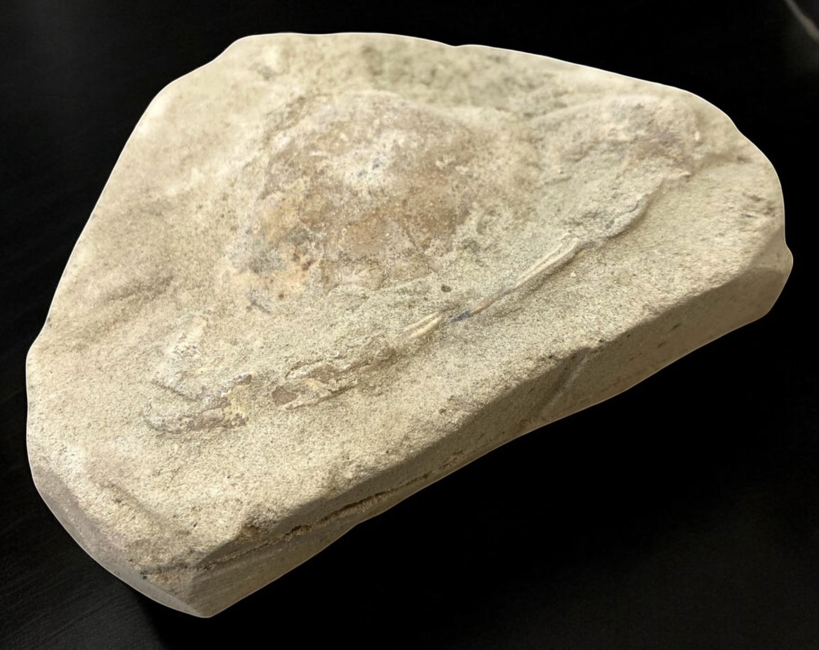 FOSSIL: Cretaceous Fossilized Crab - Exceptional Specimen, 7.8x11cm, 256g: A remarkable fossilized crab from the Cretaceous period, exhibiting well-preserved morphological features, including distinct claws, a rounded carapace, and detailed exoskeletal texture. This specimen