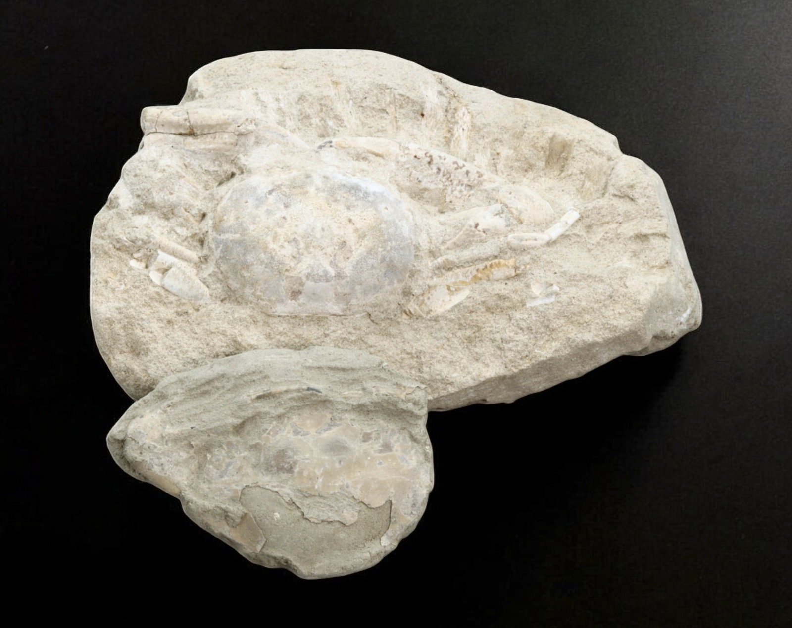 FOSSIL: Cretaceous Fossilized Crab - Exceptional Specimen, 7.5-14.5cm, 802g: A remarkable fossilized crab from the Cretaceous period, exhibiting well-preserved morphological features, including distinct claws, a rounded carapace, and detailed exoskeletal texture. This specimen
