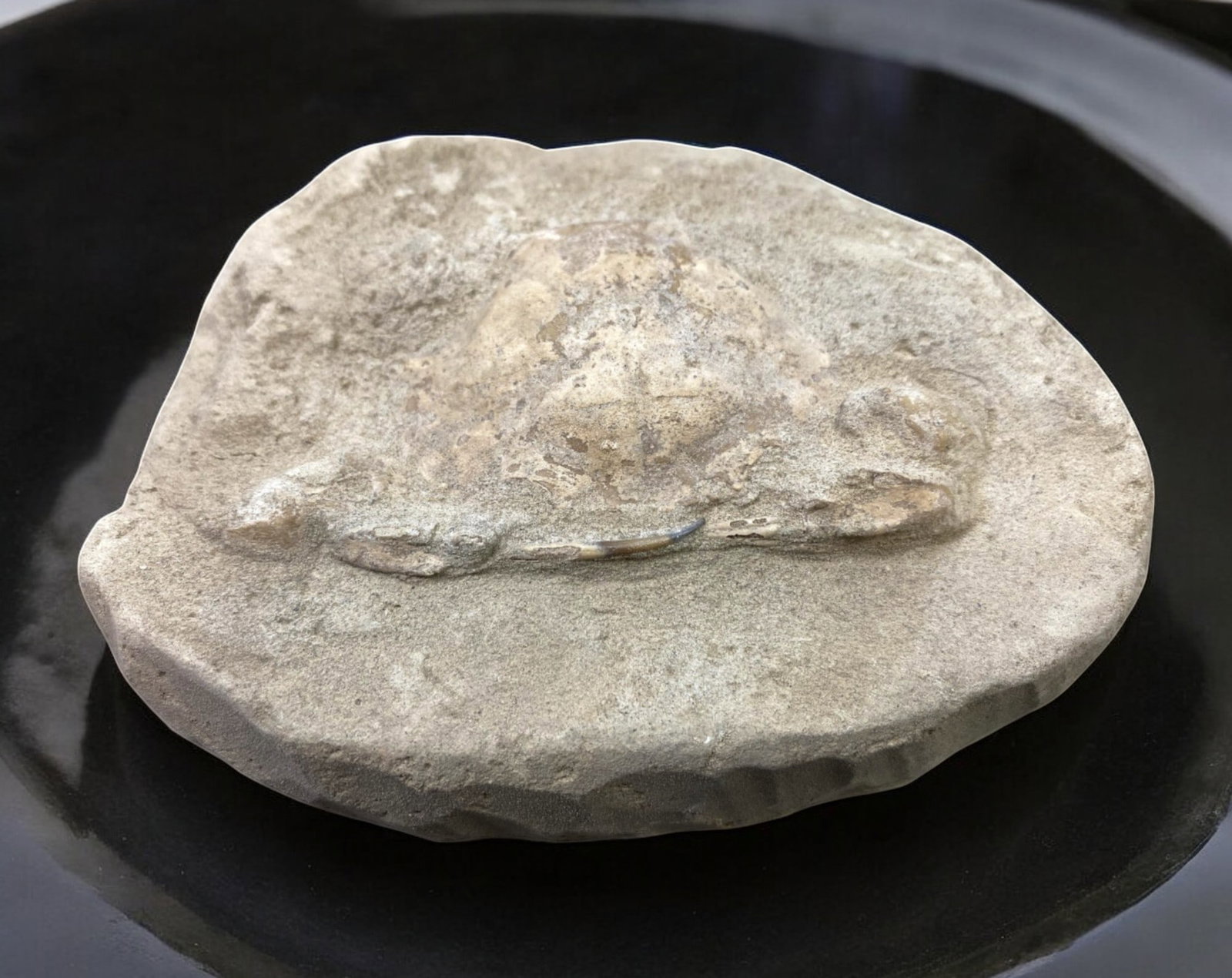 FOSSIL: Cretaceous Fossilized Crab - Exceptional Specimen, 9.2x11cm, 485g: A remarkable fossilized crab from the Cretaceous period, exhibiting well-preserved morphological features, including distinct claws, a rounded carapace, and detailed exoskeletal texture. This specimen