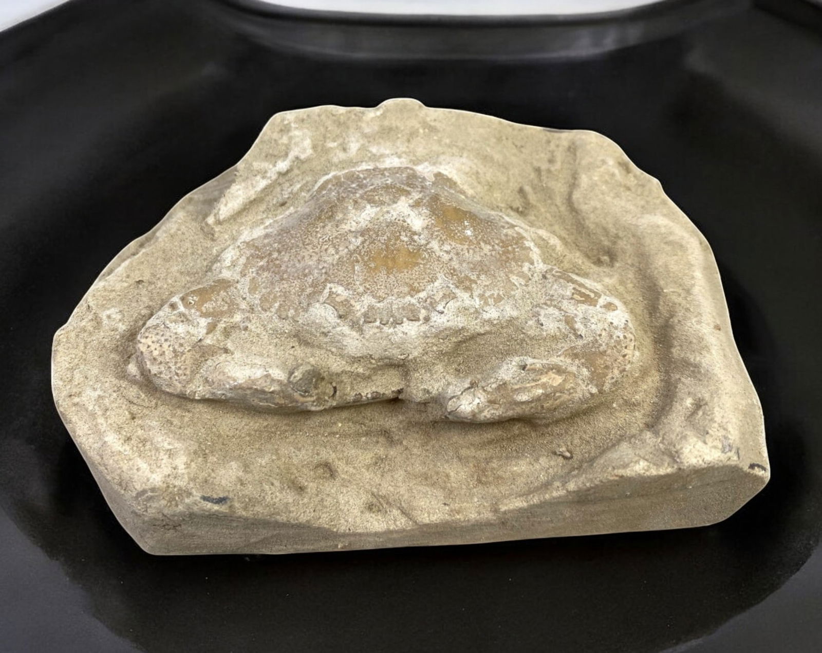 FOSSIL: Cretaceous Fossilized Crab - Exceptional Specimen, 7.3x11cm, 225g: A remarkable fossilized crab from the Cretaceous period, exhibiting well-preserved morphological features, including distinct claws, a rounded carapace, and detailed exoskeletal texture. This specimen