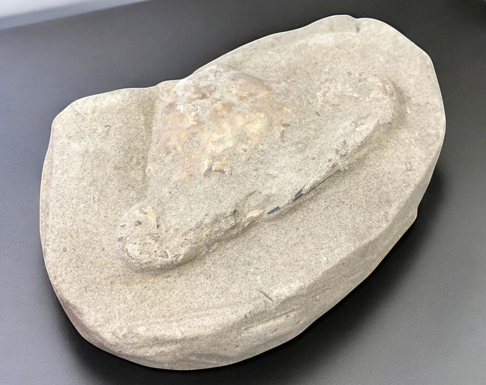FOSSIL: Cretaceous Fossilized Crab, 8.1x12.2cm, 253g: A remarkable fossilized crab from the Cretaceous period, exhibiting well-preserved morphological features, including distinct claws, a rounded carapace, and detailed exoskeletal texture. This specimen