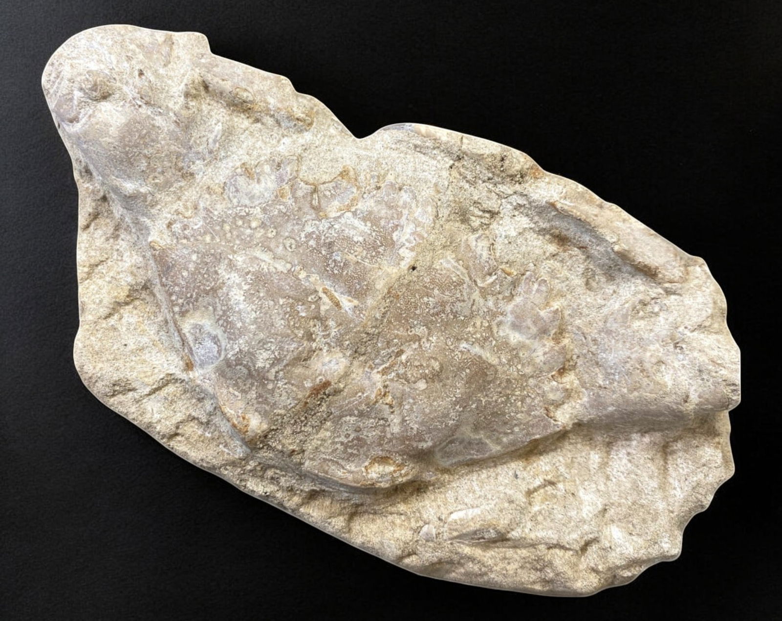 FOSSIL: Cretaceous Fossilized Crab, 7x13cm, 481g: A remarkable fossilized crab from the Cretaceous period, exhibiting well-preserved morphological features, including distinct claws, a rounded carapace, and detailed exoskeletal texture. This specimen