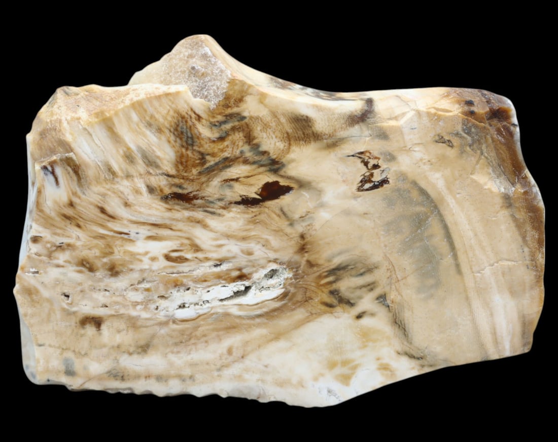 FOSSIL: Polished Petrified Wood Slab - 195g, 8-11.5cm, Display Specimen: A polished petrified wood slab, measuring 8-11.5cm and weighing 195g, showcasing intricate fossilized grain patterns and a striking blend of natural mineralization and translucent chalcedony veins. Th
