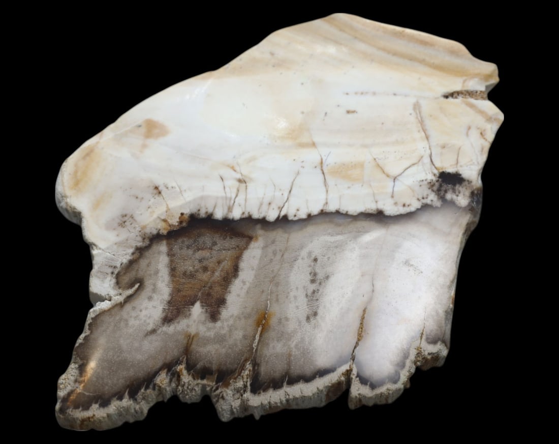 FOSSIL: Polished Petrified Wood Slab - 176g, 10-11cm, Display Specimen (1 of 1)