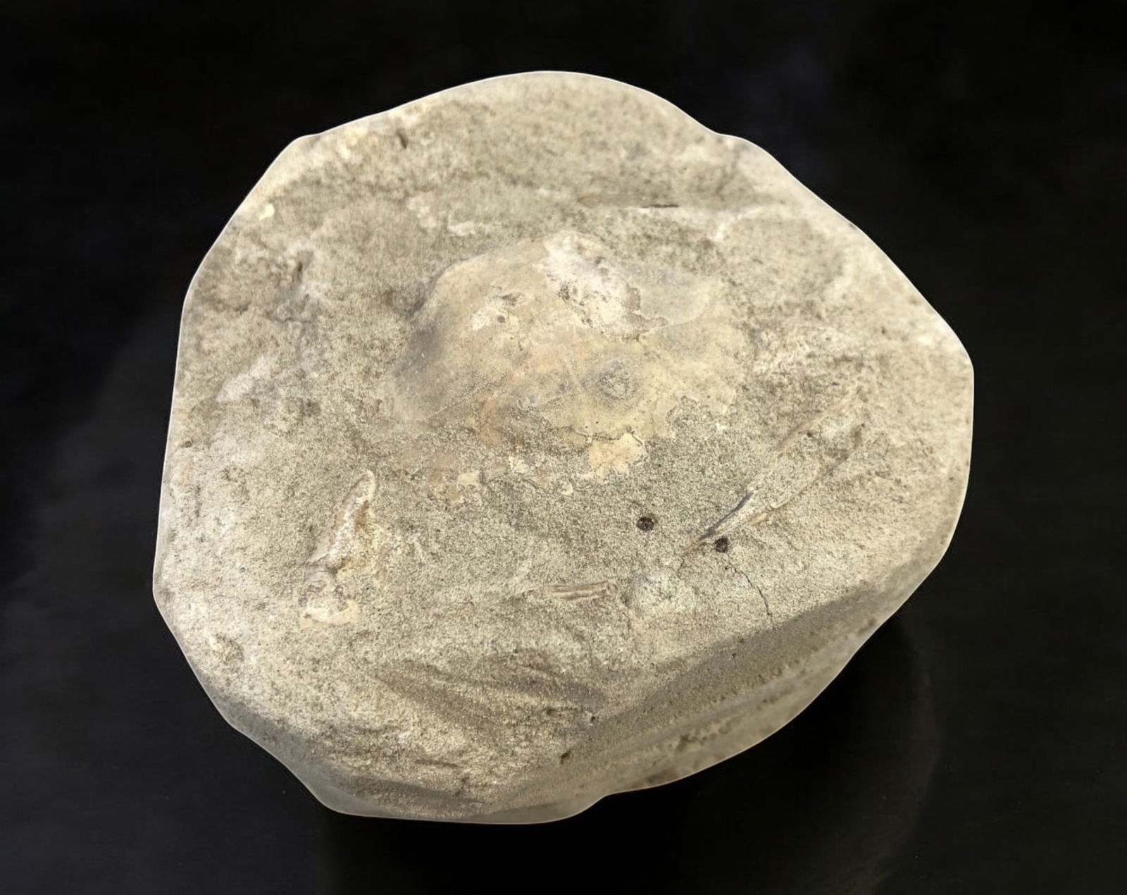 FOSSIL: Cretaceous Fossilized Crab - Exceptional Specimen, 7.6z8cm, 336g: A remarkable fossilized crab from the Cretaceous period, exhibiting well-preserved morphological features, including distinct claws, a rounded carapace, and detailed exoskeletal texture. This specimen