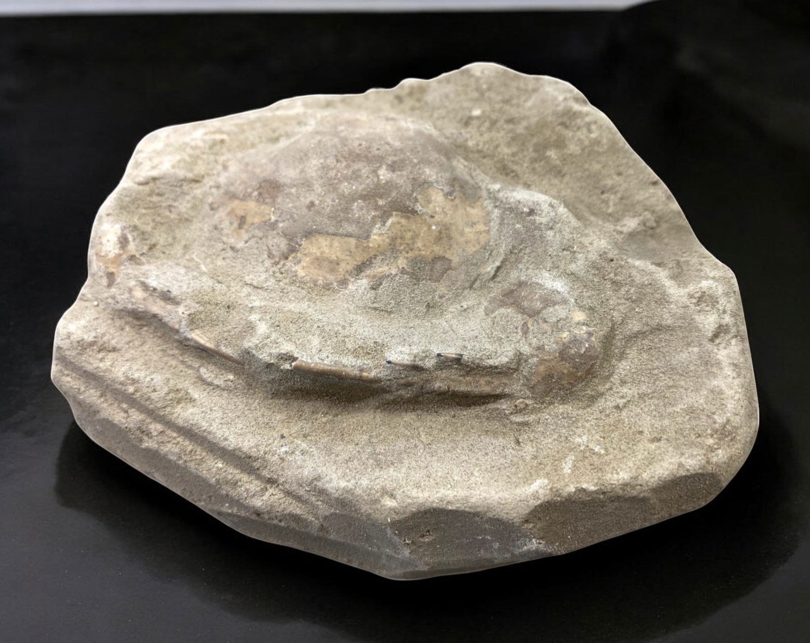 FOSSIL: Cretaceous Fossilized Crab - Exceptional Specimen, 9.6x11.7cm, 490g: A remarkable fossilized crab from the Cretaceous period, exhibiting well-preserved morphological features, including distinct claws, a rounded carapace, and detailed exoskeletal texture. This specimen