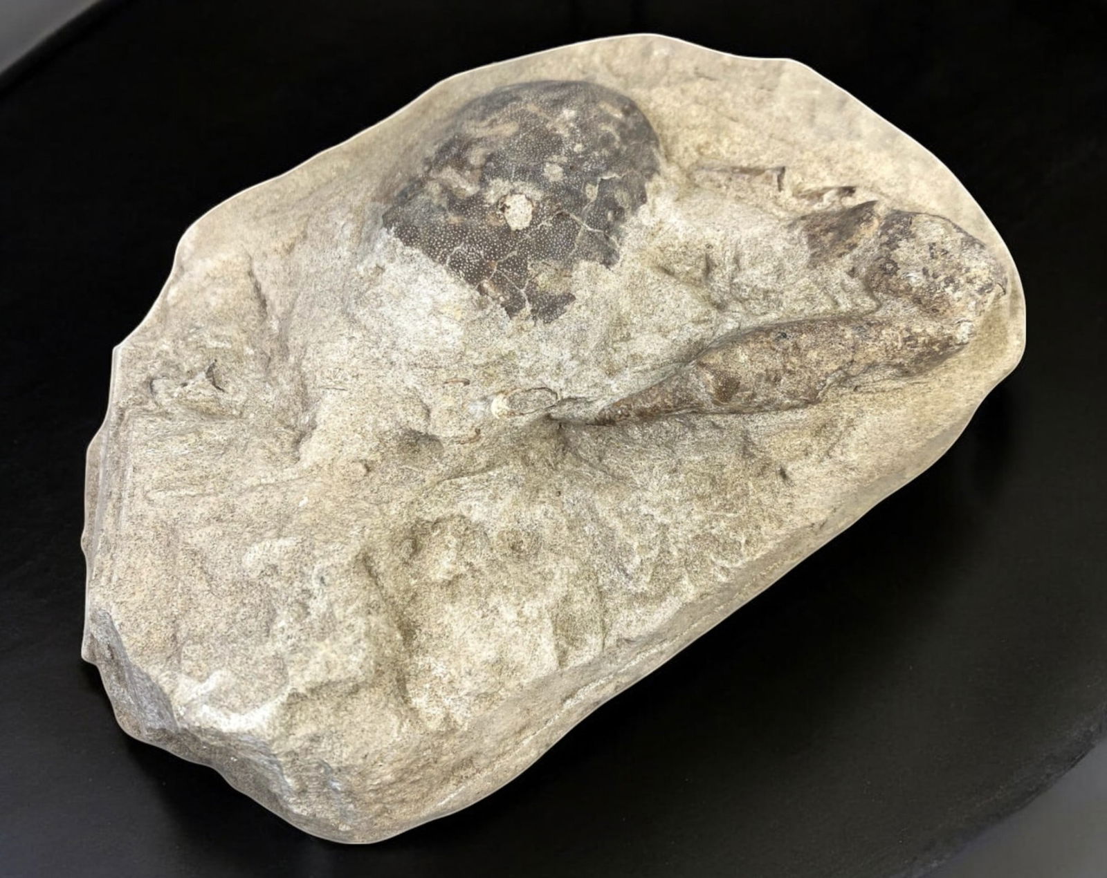 FOSSIL: Cretaceous Fossilized Crab, 9.8x14.5cm, 729g: A remarkable fossilized crab from the Cretaceous period, exhibiting well-preserved morphological features, including distinct claws, a rounded carapace, and detailed exoskeletal texture. This specimen