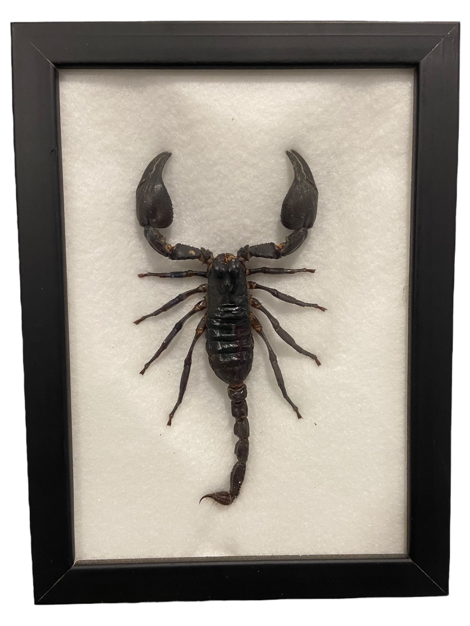 NATURAL HISTORY: Framed Giant Scorpion - Palamnaeus fulvipes, Preserved Display (20x15cm) (1 of 2)