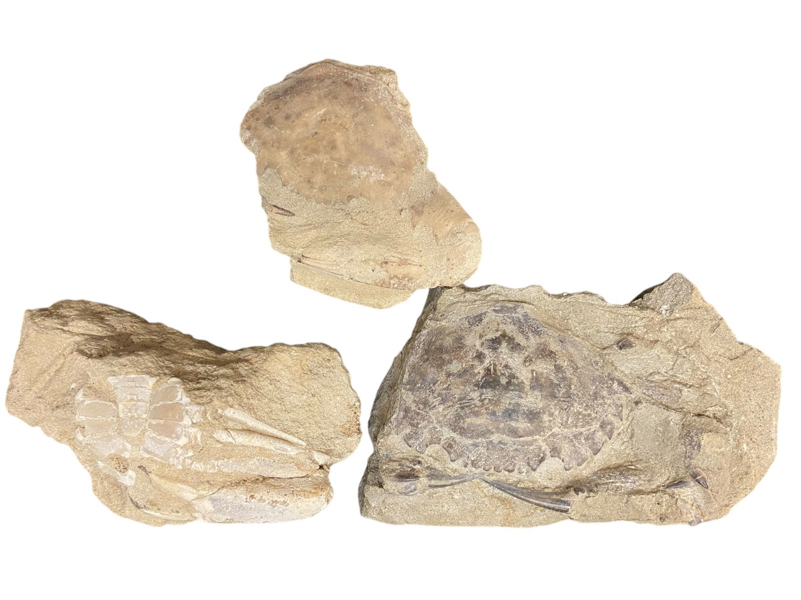 CRETACEOUS: 3 of Fossil Crabs - Sediment-Stone Matrix, Detailed Carapace Impressions, 8.5-12.5cm, (1 of 1)