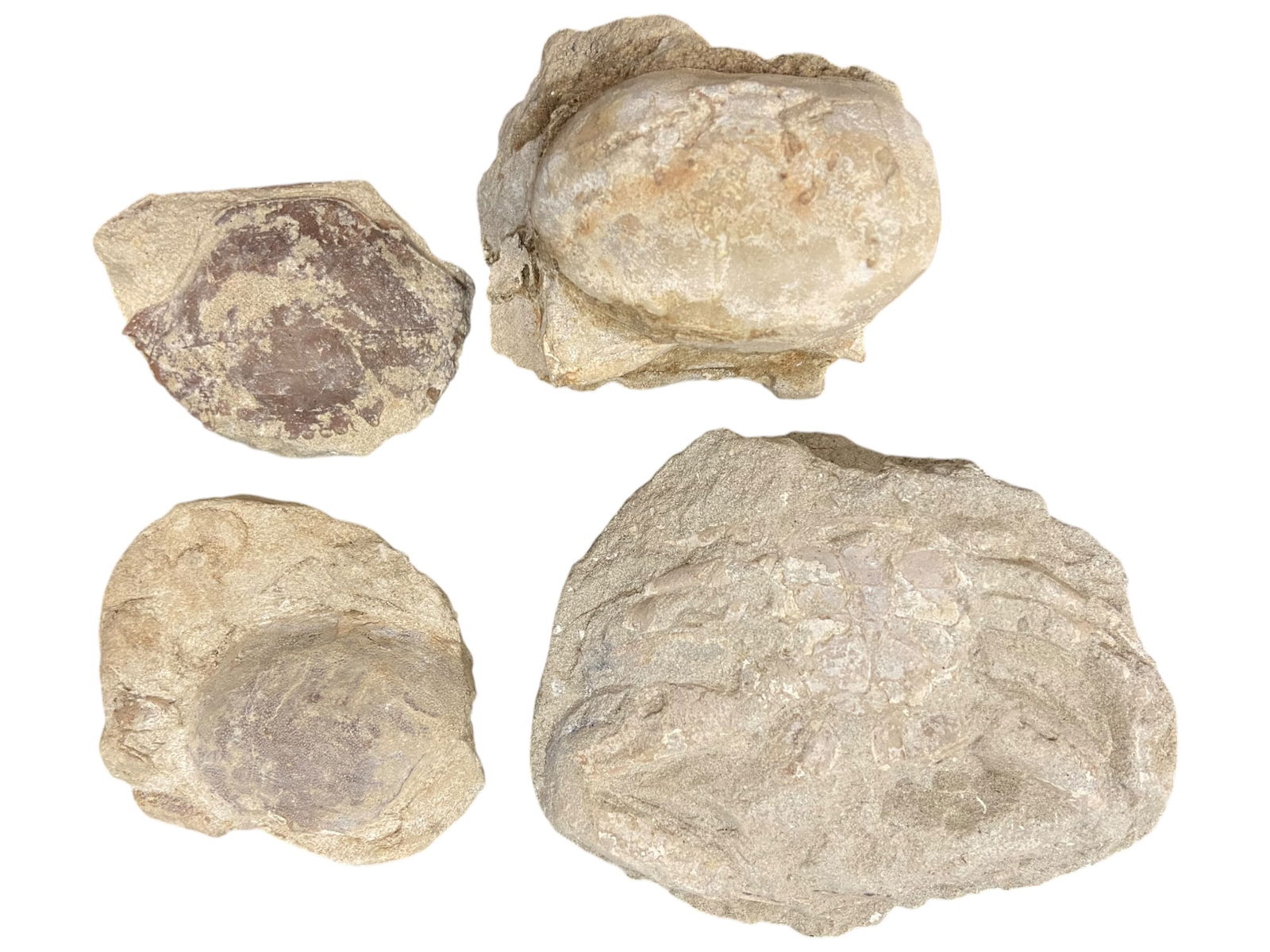 CRETACEOUS: 4 of Fossil Crabs - Sediment-Stone Matrix, Detailed Carapace Impressions, 6-9.5cm, 500g (1 of 1)
