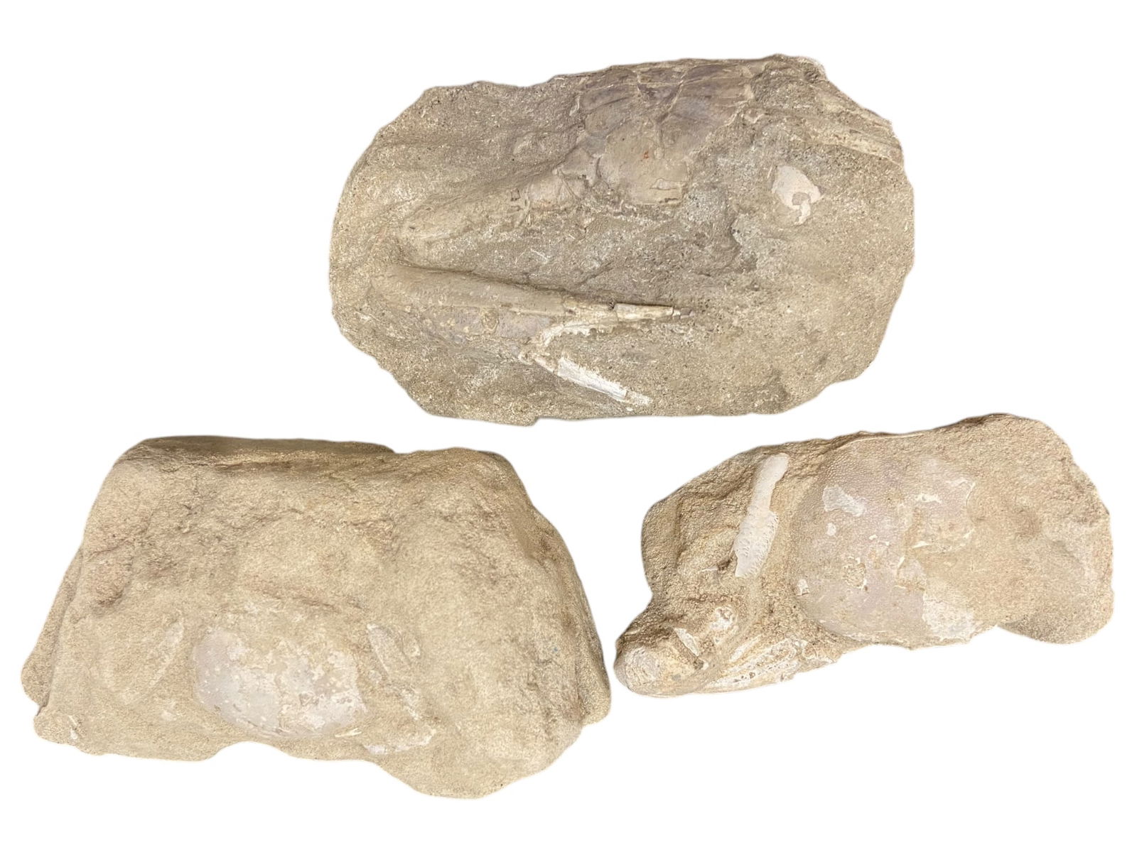 CRETACEOUS: 3 of Fossil Crabs - Sediment-Stone Matrix, Detailed Carapace Impressions, 9.5-11.5cm, (1 of 1)