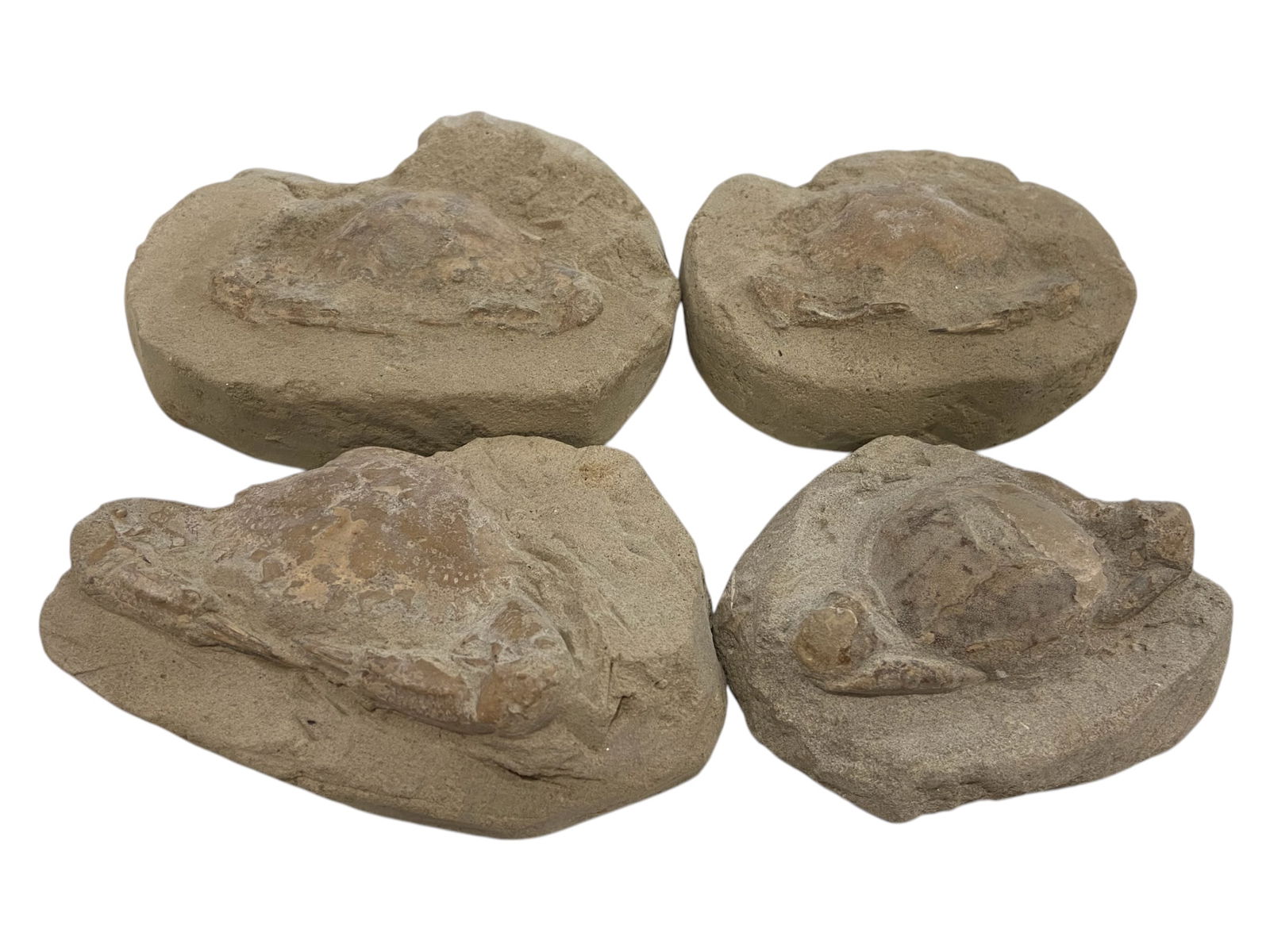 CRETACEOUS: 4 of Fossil Crabs - Sediment-Stone Matrix, Detailed Carapace Impressions 8-10cm, 540g (1 of 1)