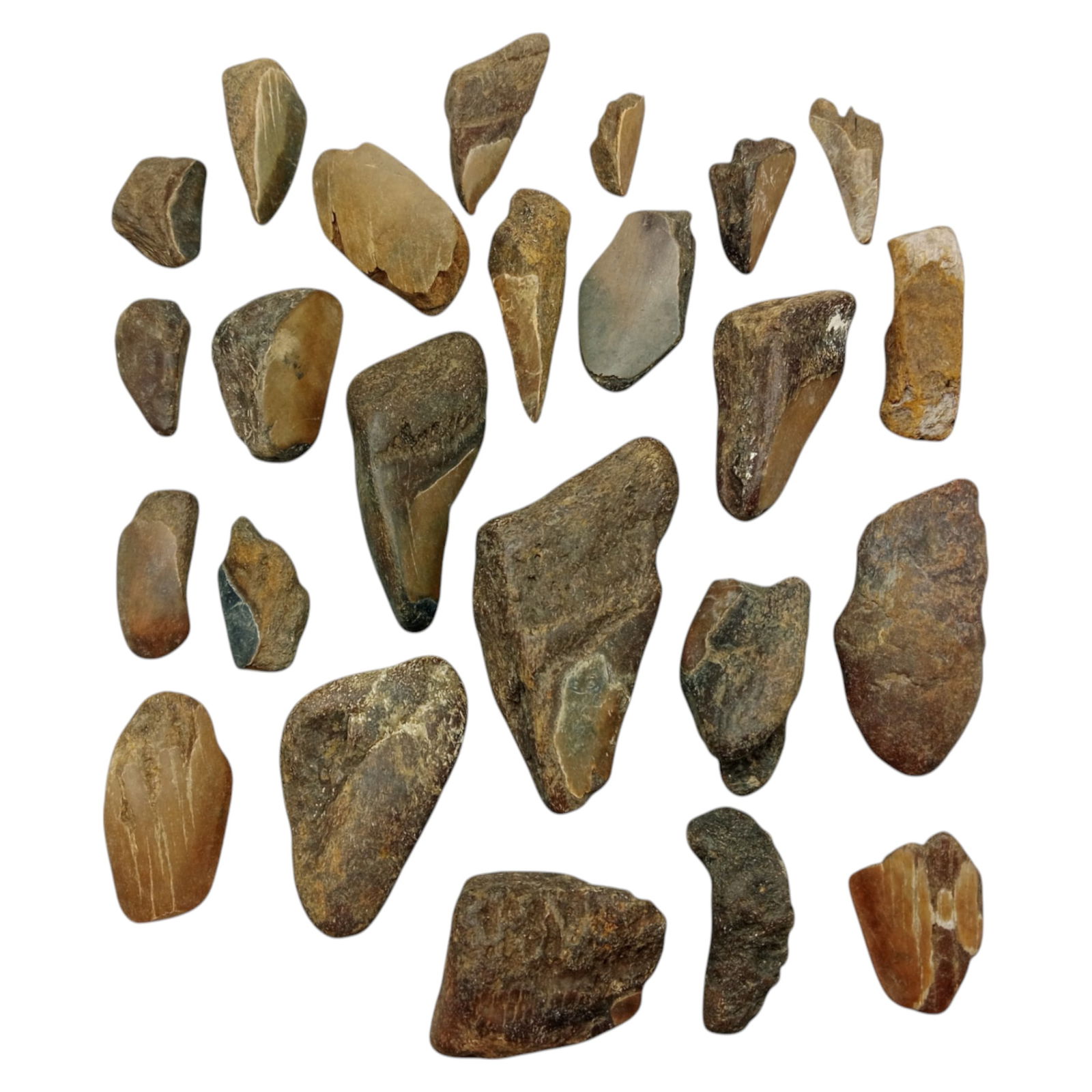 PREHISTORIC MARINE: Megalodon Teeth - Fossil Specimens from Pacific Seabed, 3-7cm (429g): A captivating set of partial Megalodon tooth specimens. Unearthed from Pacific coastal deposits, these fossilized fragments show classic triangular morphology, weathered enamel surfaces, and varying s