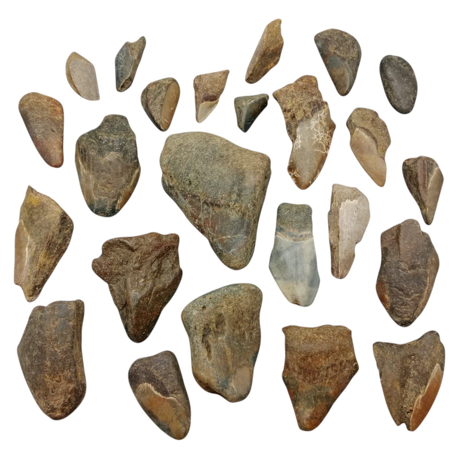 PREHISTORIC MARINE: Megalodon Teeth - Fossil Specimens from Pacific Seabed, 2-8cm (397g): A captivating set of partial Megalodon tooth specimens. Unearthed from Pacific coastal deposits, these fossilized fragments show classic triangular morphology, weathered enamel surfaces, and varying s