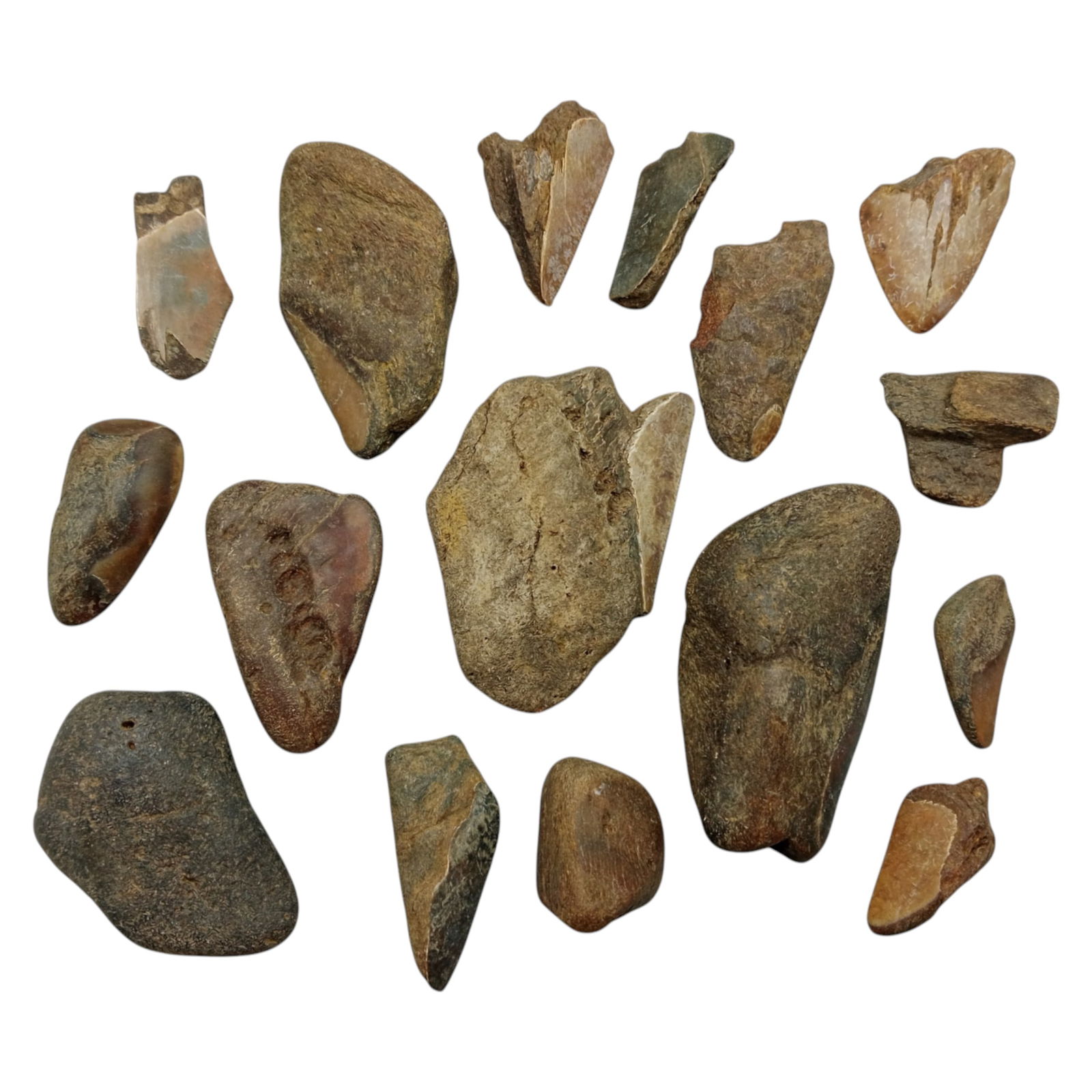 PREHISTORIC MARINE: Megalodon Teeth - Fossil Specimens from Pacific Seabed, 4-7cm (420g): A captivating set of partial Megalodon tooth specimens. Unearthed from Pacific coastal deposits, these fossilized fragments show classic triangular morphology, weathered enamel surfaces, and varying s