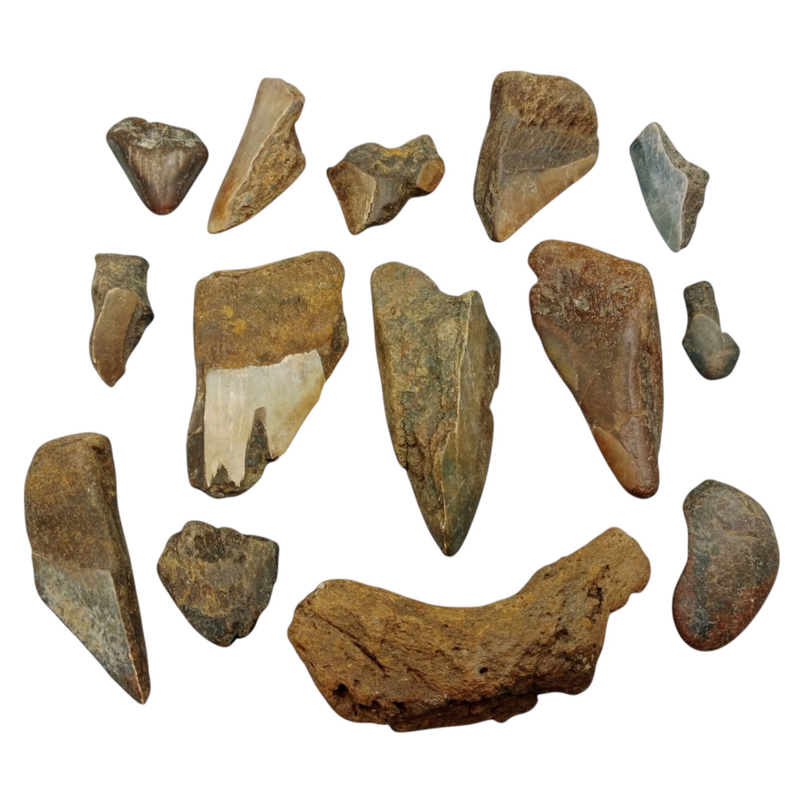PREHISTORIC MARINE: Megalodon Teeth - Fossil Specimens from Pacific Seabed, 3-9cm (364g): A captivating set of partial Megalodon tooth specimens. Unearthed from Pacific coastal deposits, these fossilized fragments show classic triangular morphology, weathered enamel surfaces, and varying s
