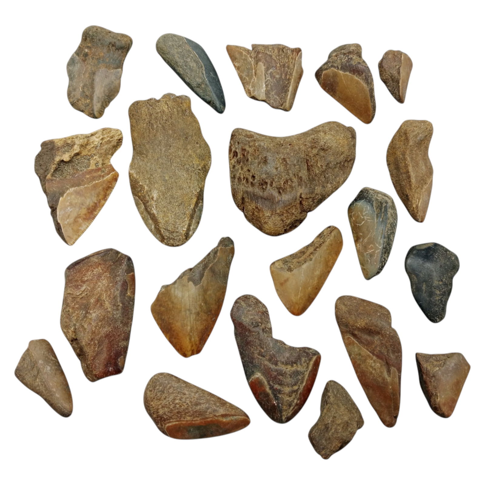 PREHISTORIC MARINE: Megalodon Teeth - Fossil Specimens from Pacific Seabed, 3-7cm (457g): A captivating set of partial Megalodon tooth specimens. Unearthed from Pacific coastal deposits, these fossilized fragments show classic triangular morphology, weathered enamel surfaces, and varying s