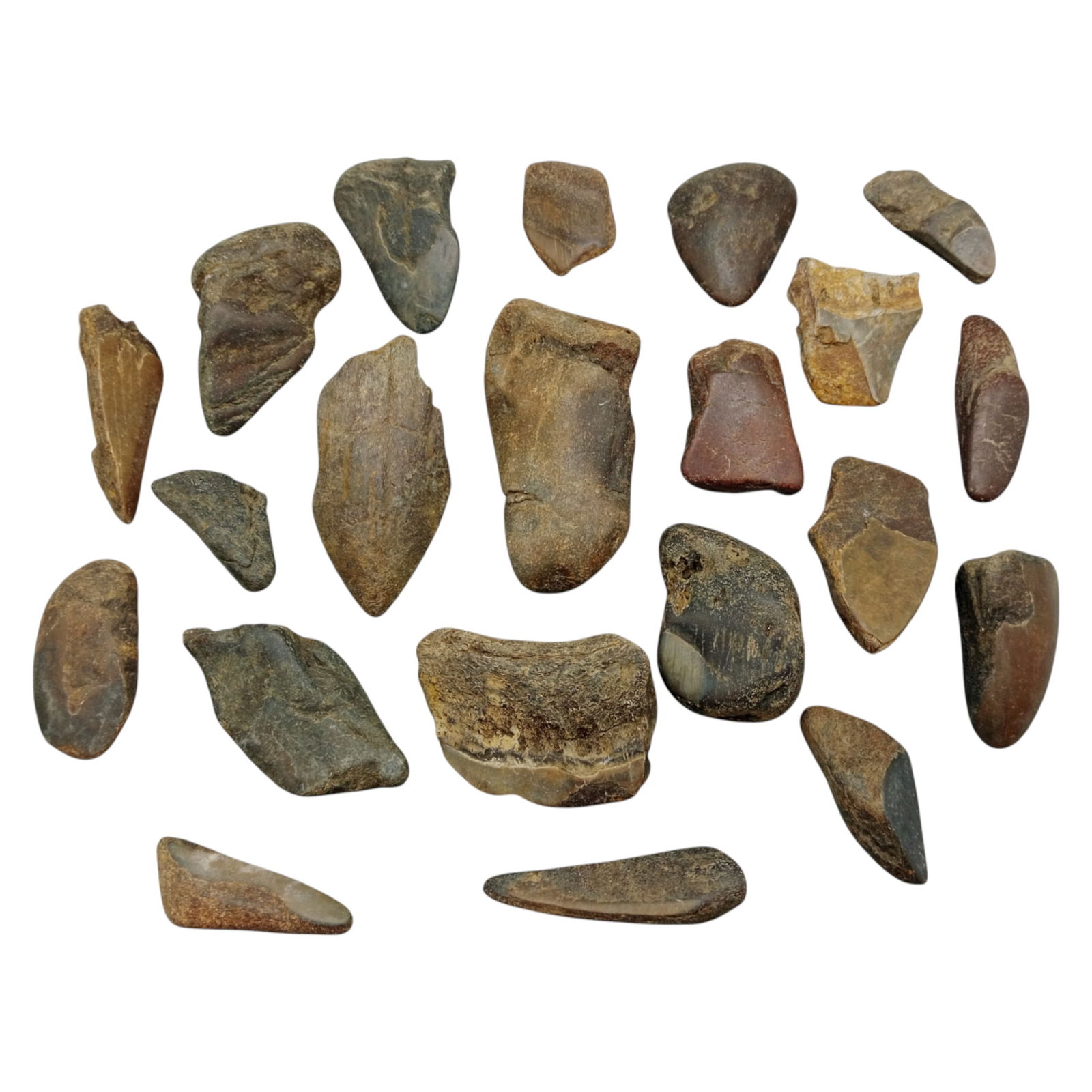 PREHISTORIC MARINE: Megalodon Teeth - Fossil Specimens from Pacific Seabed, 4-7cm (421g): A captivating set of partial Megalodon tooth specimens. Unearthed from Pacific coastal deposits, these fossilized fragments show classic triangular morphology, weathered enamel surfaces, and varying s