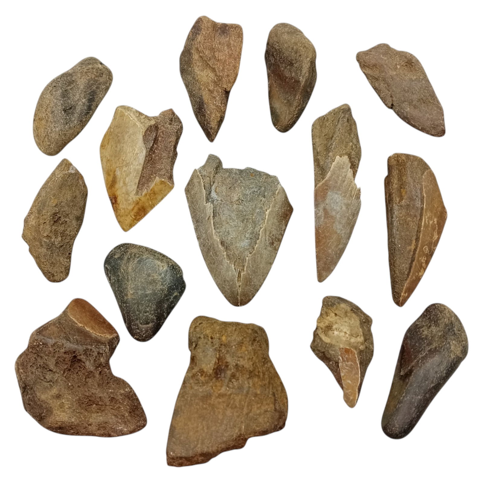 PREHISTORIC MARINE: Megalodon Teeth - Fossil Specimens from Pacific Seabed, 4-8cm (389g): A captivating set of partial Megalodon tooth specimens. Unearthed from Pacific coastal deposits, these fossilized fragments show classic triangular morphology, weathered enamel surfaces, and varying s