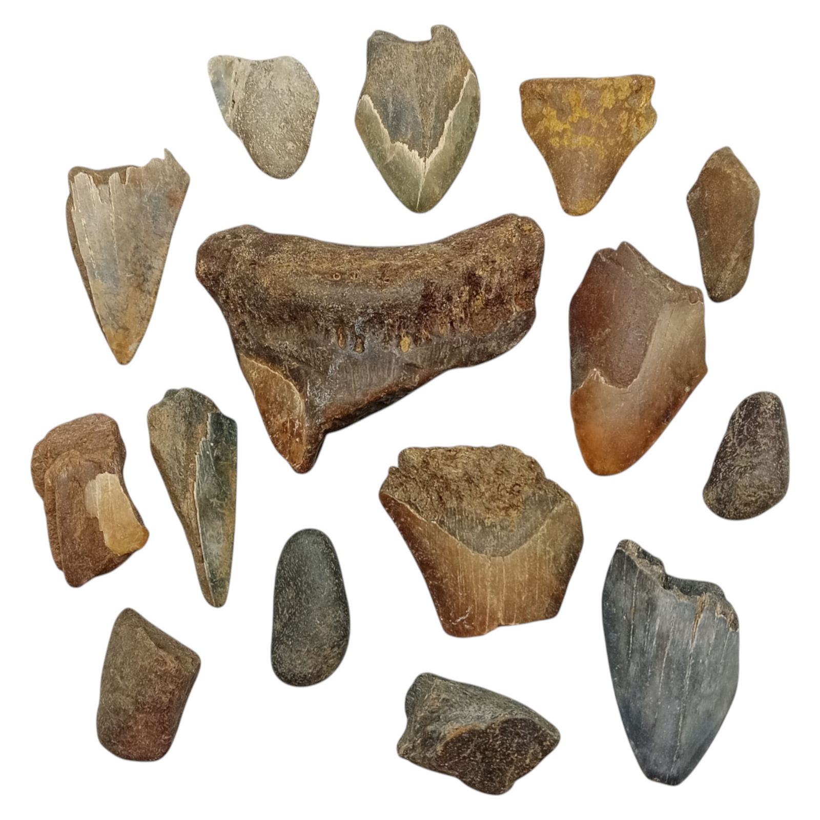 PREHISTORIC MARINE: Megalodon Teeth - Fossil Specimens from Pacific Seabed, 4-10cm (402g): A captivating set of partial Megalodon tooth specimens. Unearthed from Pacific coastal deposits, these fossilized fragments show classic triangular morphology, weathered enamel surfaces, and varying s