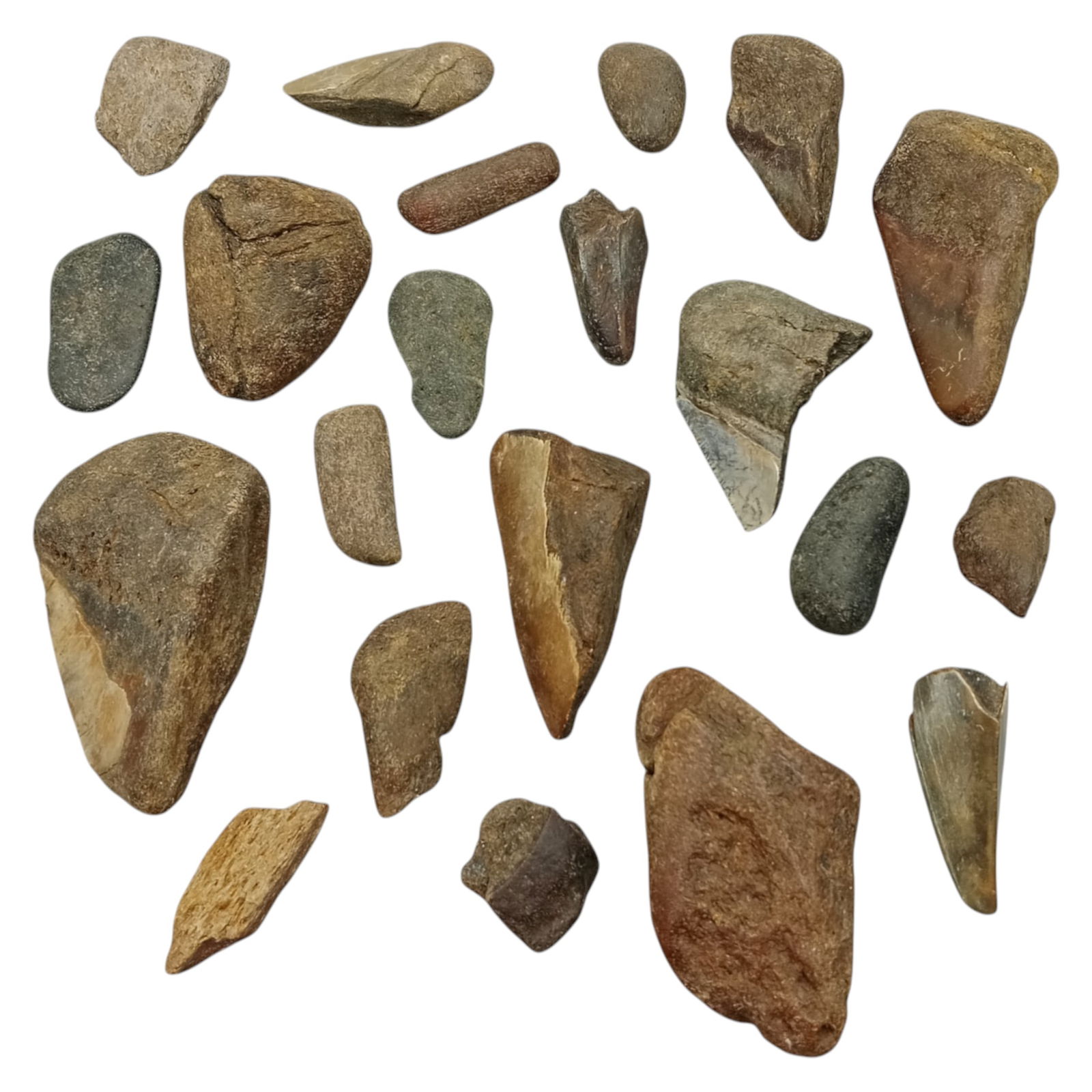 PREHISTORIC MARINE: Megalodon Teeth - Fossil Specimens from Pacific Seabed, 3-8cm (456g): A captivating set of partial Megalodon tooth specimens. Unearthed from Pacific coastal deposits, these fossilized fragments show classic triangular morphology, weathered enamel surfaces, and varying s