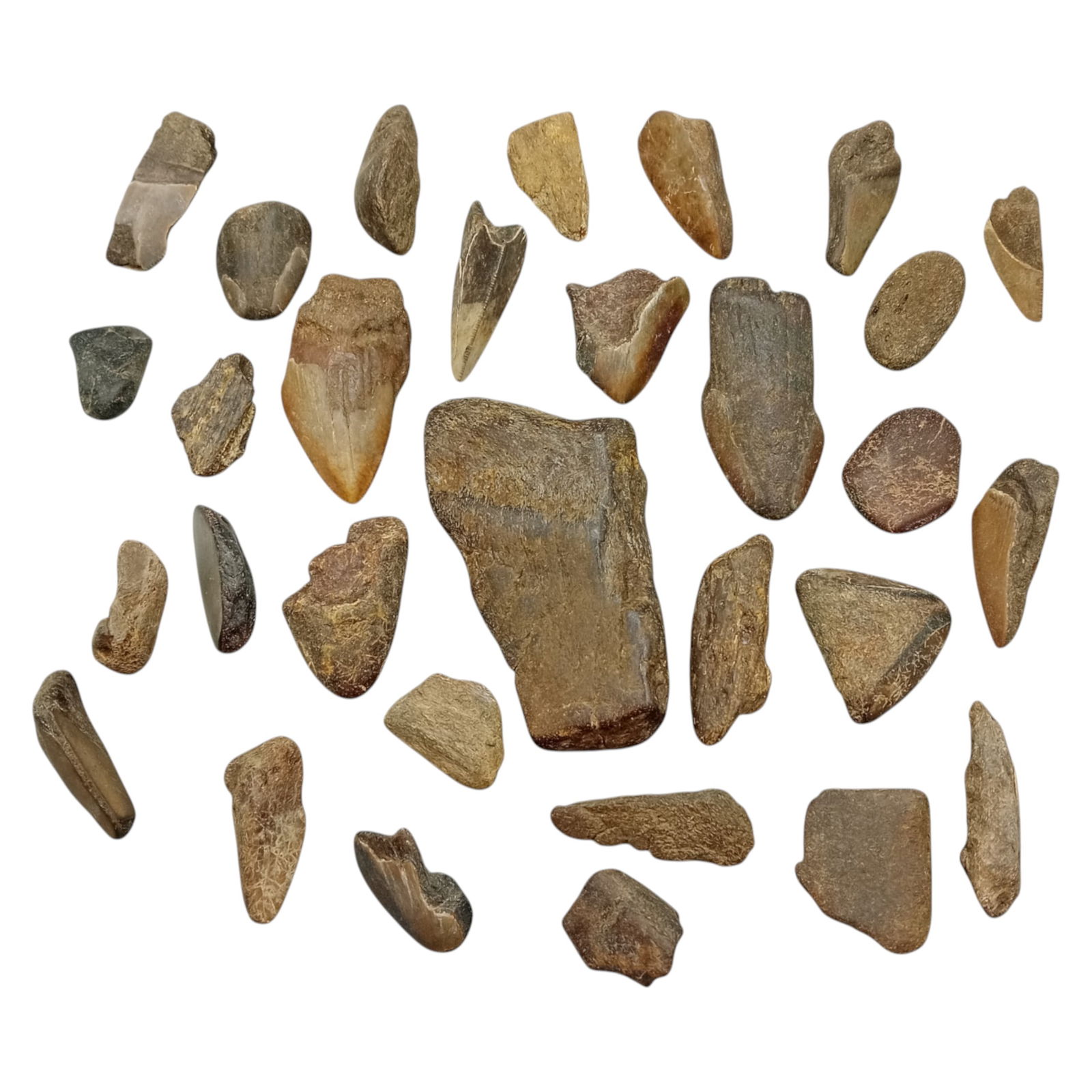 PREHISTORIC MARINE: Megalodon Teeth - Fossil Specimens from Pacific Seabed, 3-9cm (419g): A captivating set of partial Megalodon tooth specimens. Unearthed from Pacific coastal deposits, these fossilized fragments show classic triangular morphology, weathered enamel surfaces, and varying s