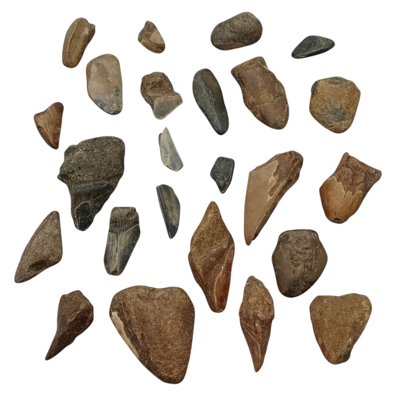 PREHISTORIC MARINE: Megalodon Teeth - Fossil Specimens from Pacific Seabed, 3-6cm (381g): A captivating set of partial Megalodon tooth specimens. Unearthed from Pacific coastal deposits, these fossilized fragments show classic triangular morphology, weathered enamel surfaces, and varying s