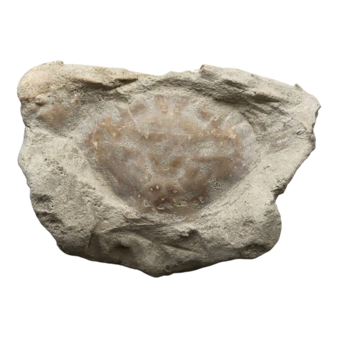 Ancient Eocene Crab Fossil in Natural Matrix Stone, c. 56-34 Million Years Ago, 7.5x5cm: Encased in its original matrix, this remarkable fossilized crab specimen is a striking testament to life during the Eocene epoch, dating back approximately 56 to 34 million years ago. Preserved with e