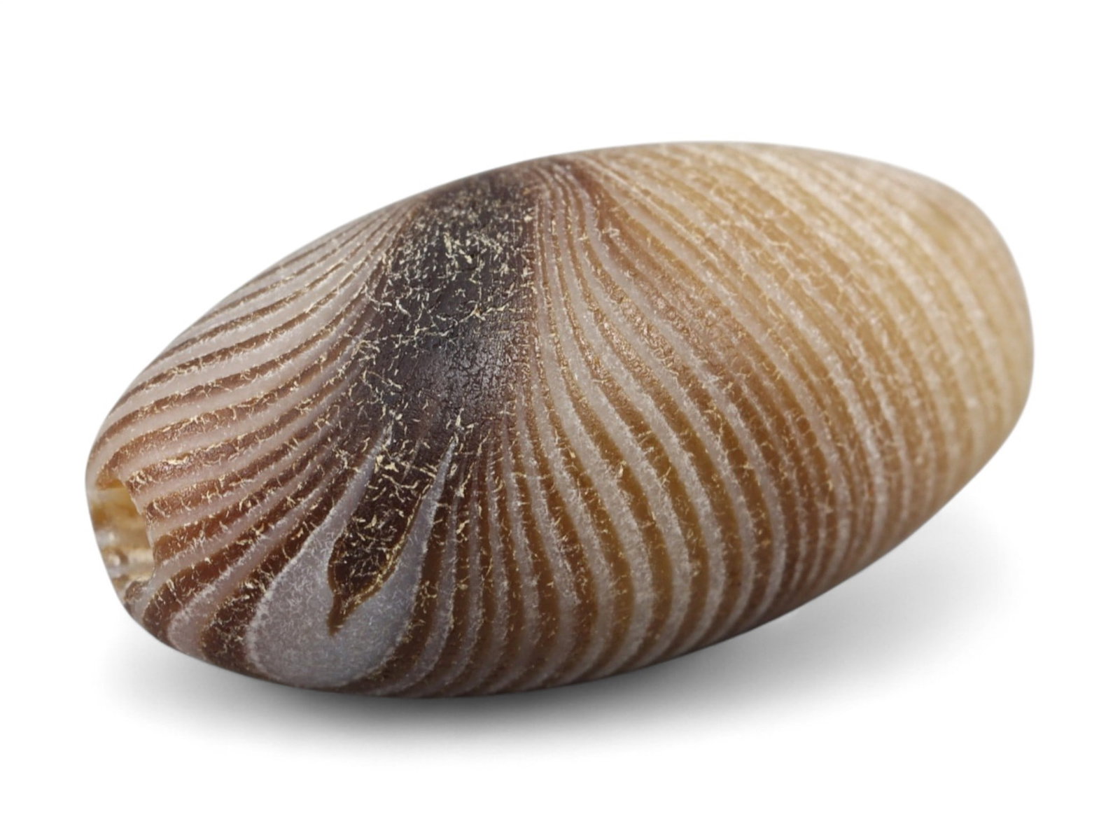 Ancient Indus Valley Banded Agate Lentoid Bead, c. 3rd Millennium BCE, 1.5cm: This elegant bead, carved from banded agate, dates to the Indus Valley Civilization (c. 3300-1300 BCE), one of the world's earliest urban cultures. The Indus people were renowned for their sophisticat