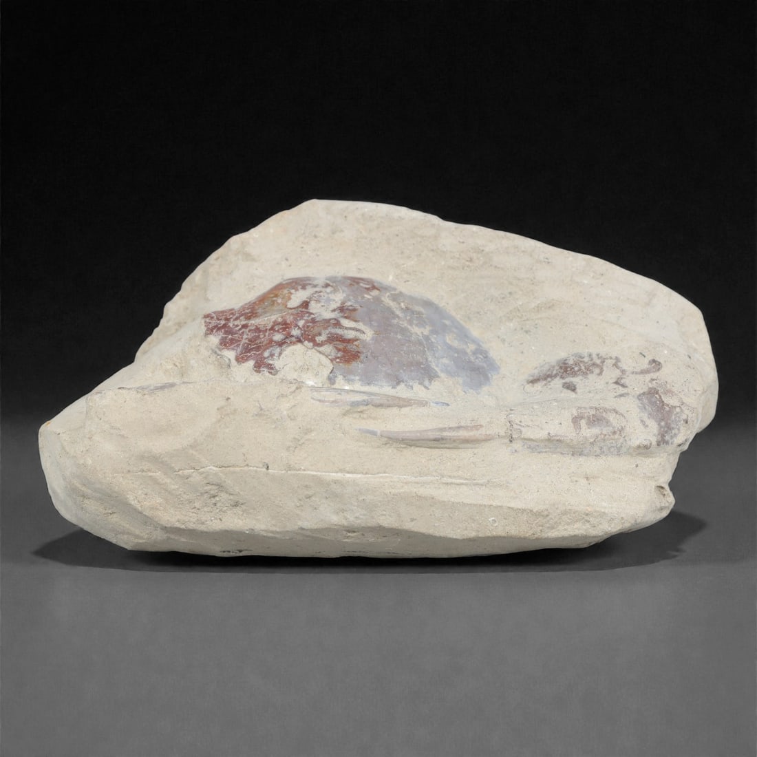 Prehistoric Stone Crab Fossil, Ancient Specimen, 17.2cm, 73D: Carved by geological processes, this specimen preserves the mineralized remains of a crab embedded within a consolidated sedimentary matrix. The form retains the domed carapace and partial appendages,
