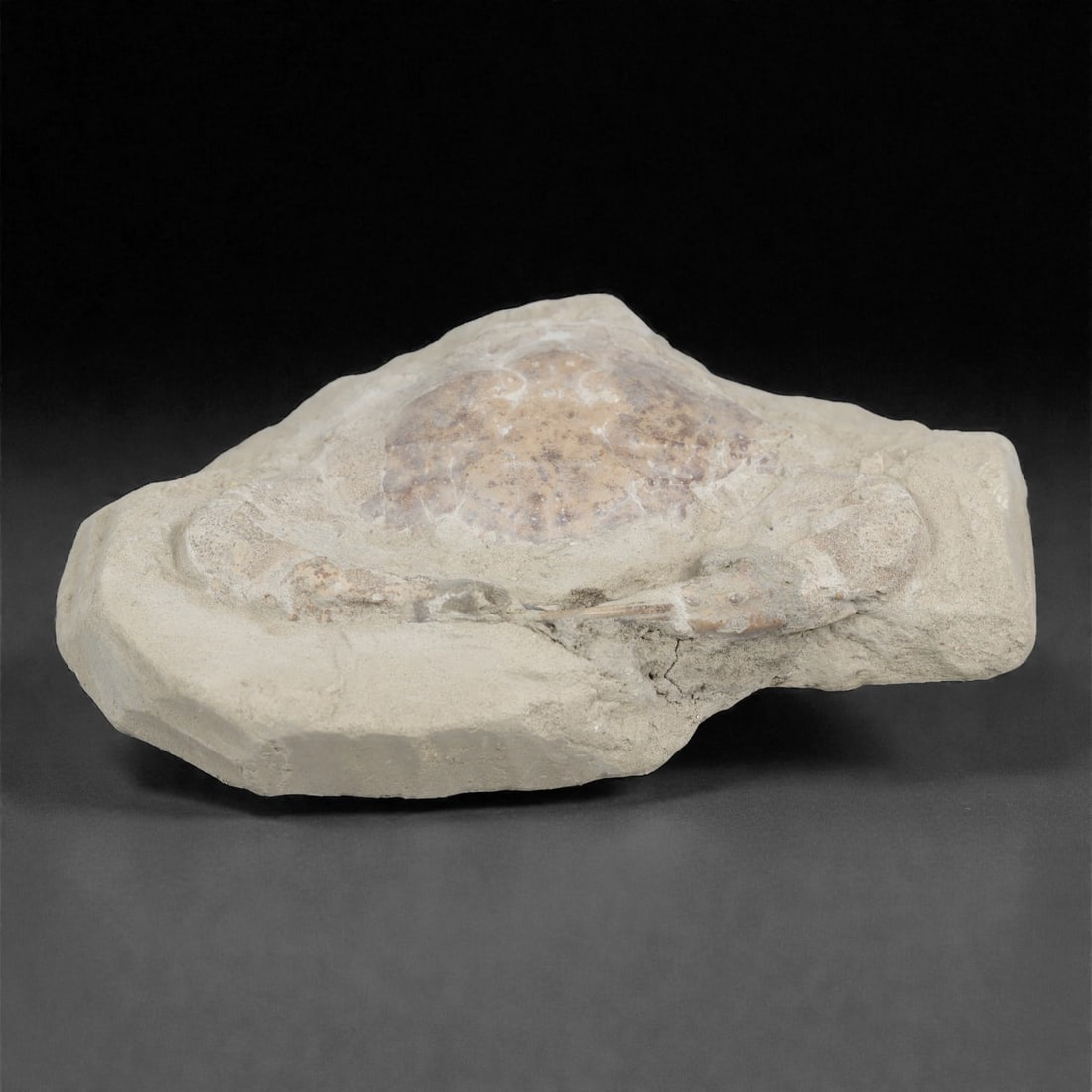 Prehistoric Stone Crab Fossil, Ancient Specimen, 14cm, 78D: Carved by geological processes, this specimen preserves the mineralized remains of a crab embedded within a consolidated sedimentary matrix. The form retains the domed carapace and partial appendages,