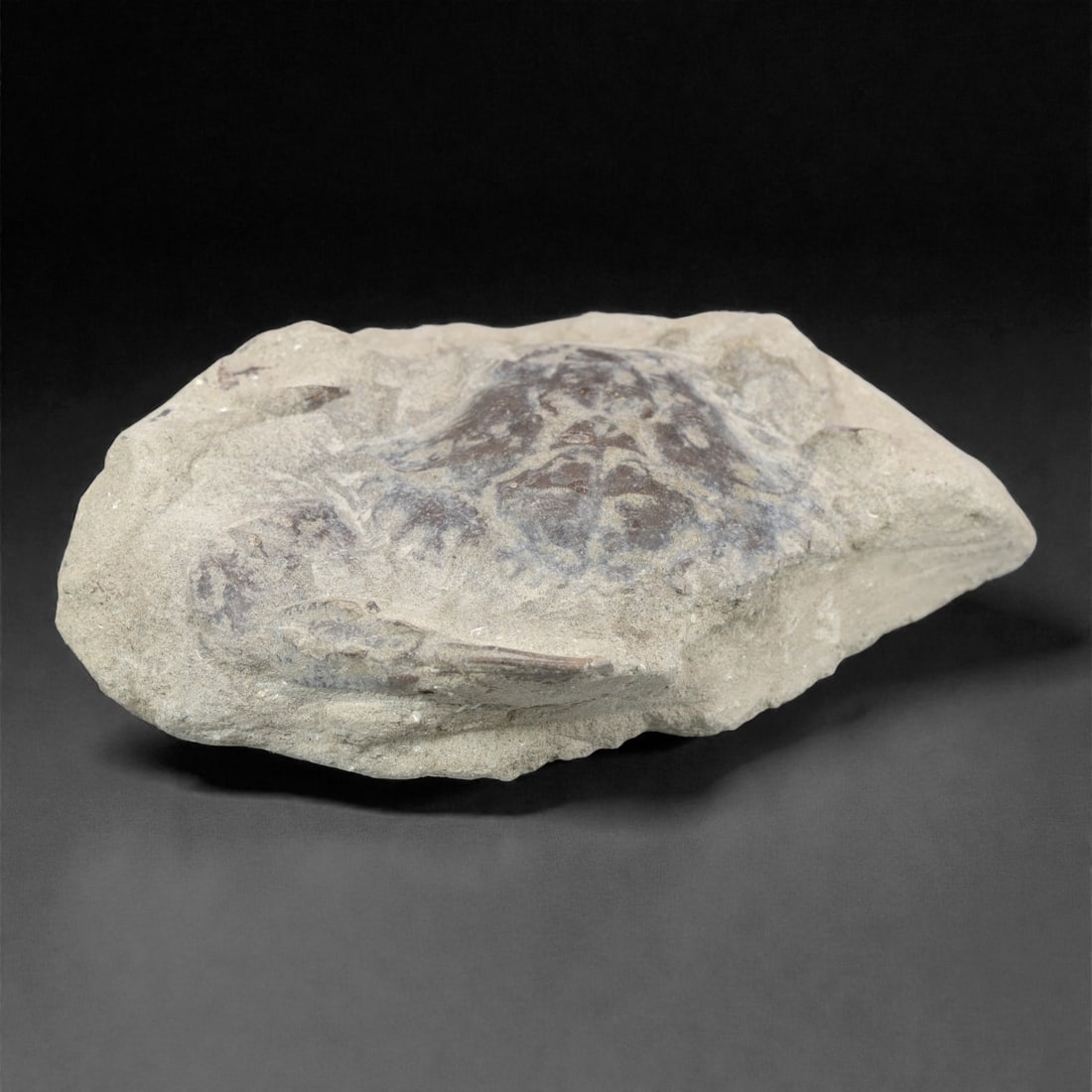 Prehistoric Stone Crab Fossil, Ancient Specimen, 12cm, 50D: Carved by geological processes, this specimen preserves the mineralized remains of a crab embedded within a consolidated sedimentary matrix. The form retains the domed carapace and partial appendages,