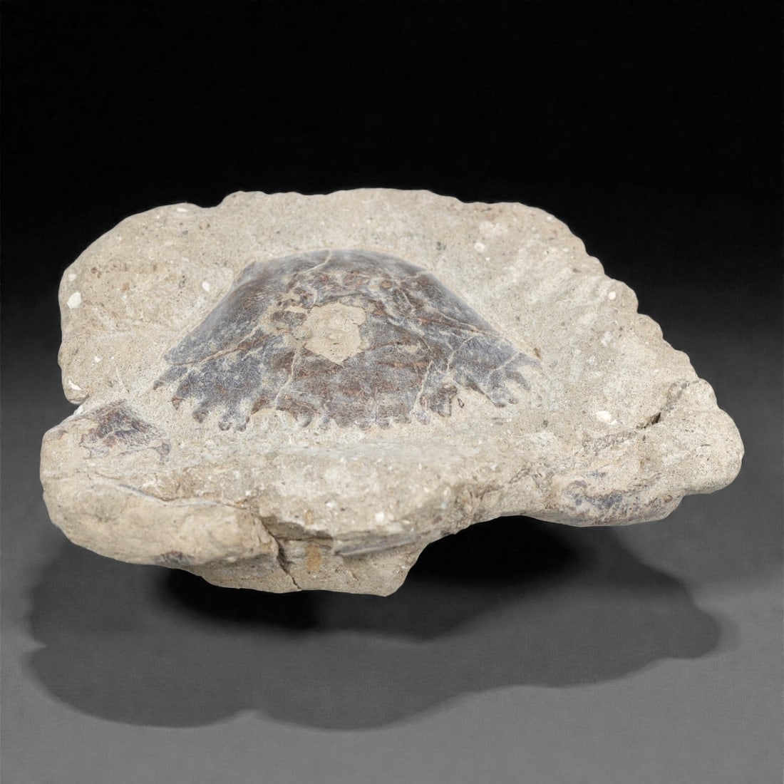 Prehistoric Stone Crab Fossil, Ancient Specimen, 9cm, 81D: Carved by geological processes, this specimen preserves the mineralized remains of a crab embedded within a consolidated sedimentary matrix. The form retains the domed carapace and partial appendages,