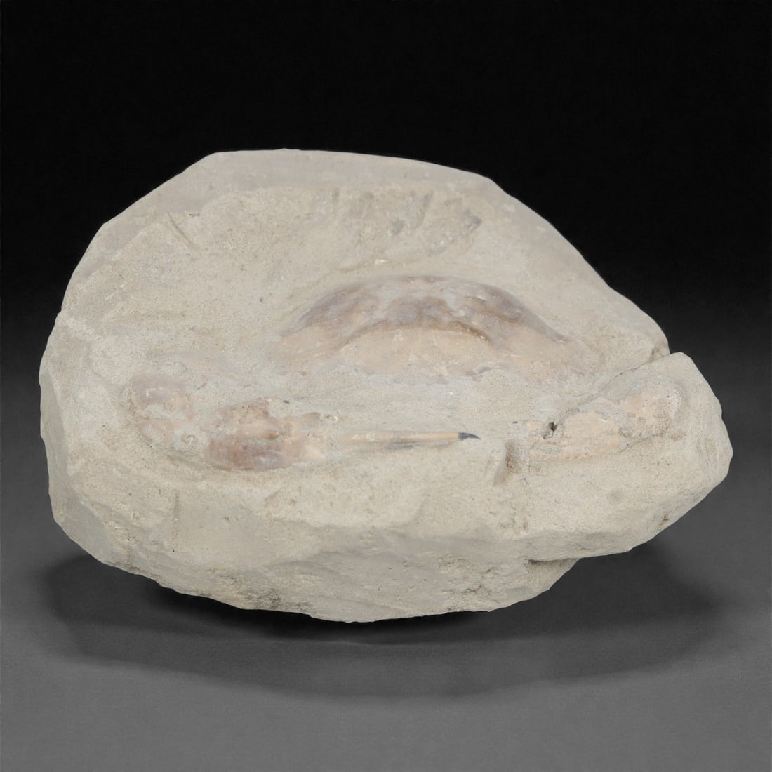 Prehistoric Stone Crab Fossil, Ancient Specimen, 12cm, 77D: Carved by geological processes, this specimen preserves the mineralized remains of a crab embedded within a consolidated sedimentary matrix. The form retains the domed carapace and partial appendages,