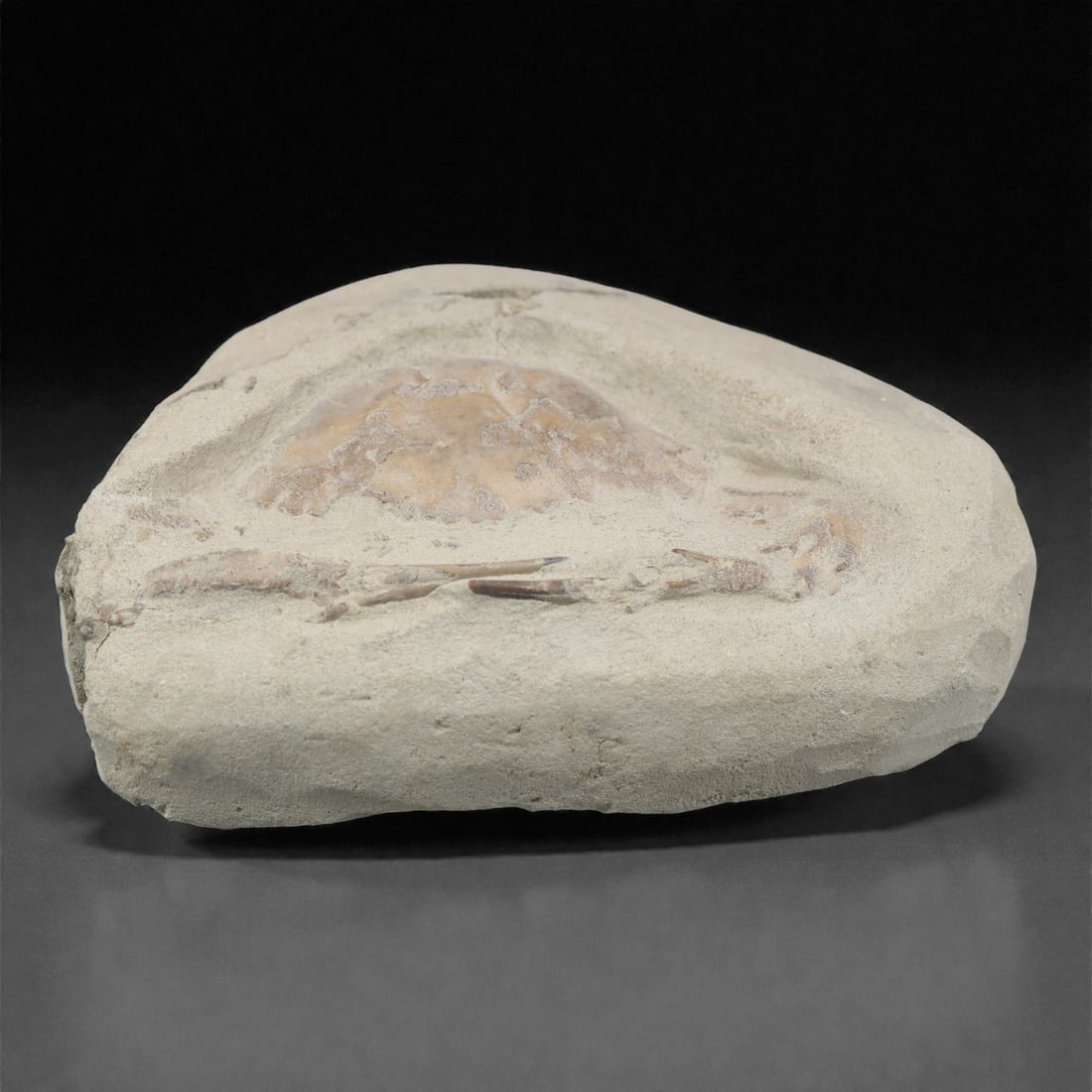 Prehistoric Stone Crab Fossil, Ancient Specimen, 11.5cm, 63D: Carved by geological processes, this specimen preserves the mineralized remains of a crab embedded within a consolidated sedimentary matrix. The form retains the domed carapace and partial appendages,
