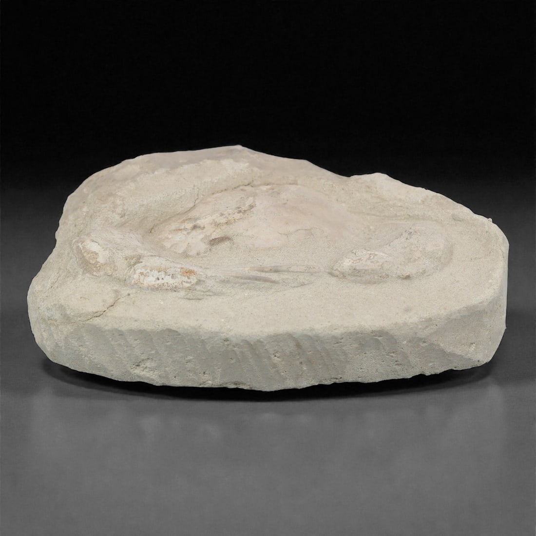 Prehistoric Stone Crab Fossil, Ancient Specimen, 14.5cm, 60D: Carved by geological processes, this specimen preserves the mineralized remains of a crab embedded within a consolidated sedimentary matrix. The form retains the domed carapace and partial appendages,