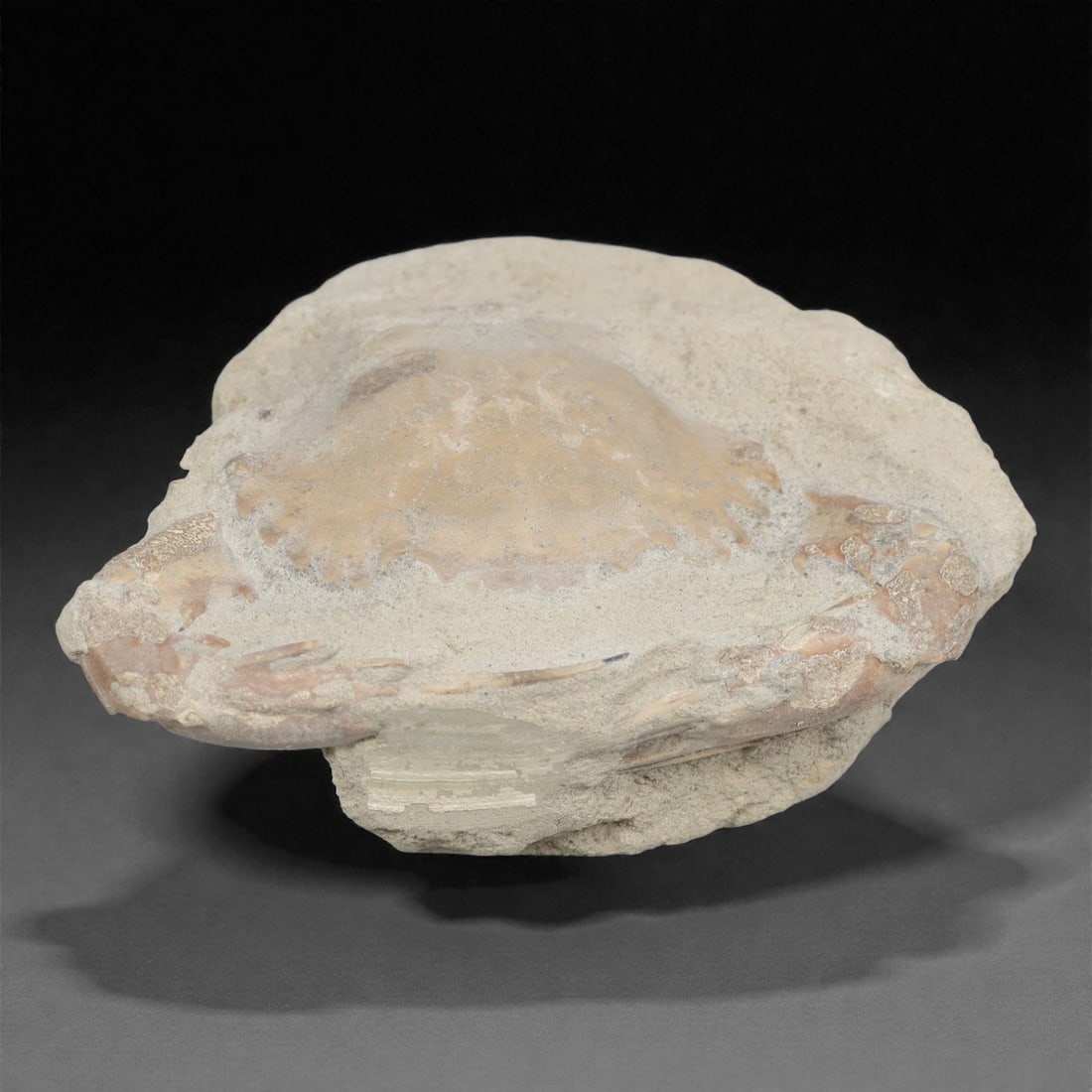 Prehistoric Stone Crab Fossil, Ancient Specimen, 9cm, 85D: Carved by geological processes, this specimen preserves the mineralized remains of a crab embedded within a consolidated sedimentary matrix. The form retains the domed carapace and partial appendages,