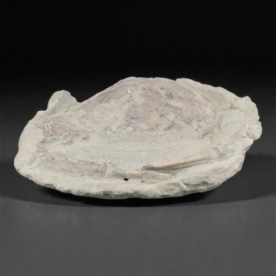 Prehistoric Stone Crab Fossil, Ancient Specimen, 15cm, 49D: Carved by geological processes, this specimen preserves the mineralized remains of a crab embedded within a consolidated sedimentary matrix. The form retains the domed carapace and partial appendages,