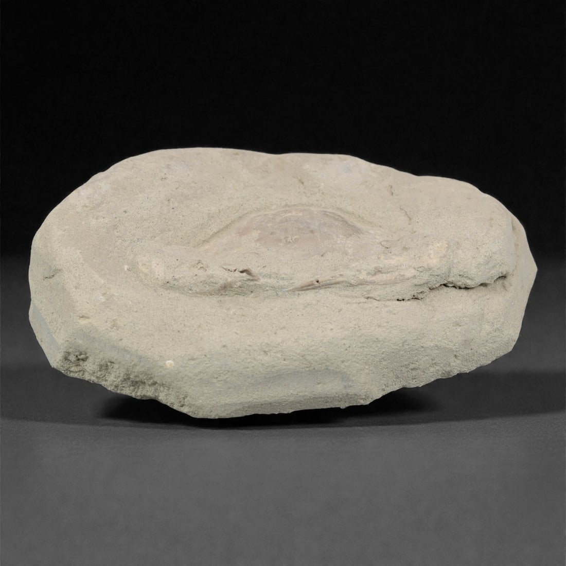 Prehistoric Stone Crab Fossil, Ancient Specimen, 12.2cm, 64D: Carved by geological processes, this specimen preserves the mineralized remains of a crab embedded within a consolidated sedimentary matrix. The form retains the domed carapace and partial appendages,