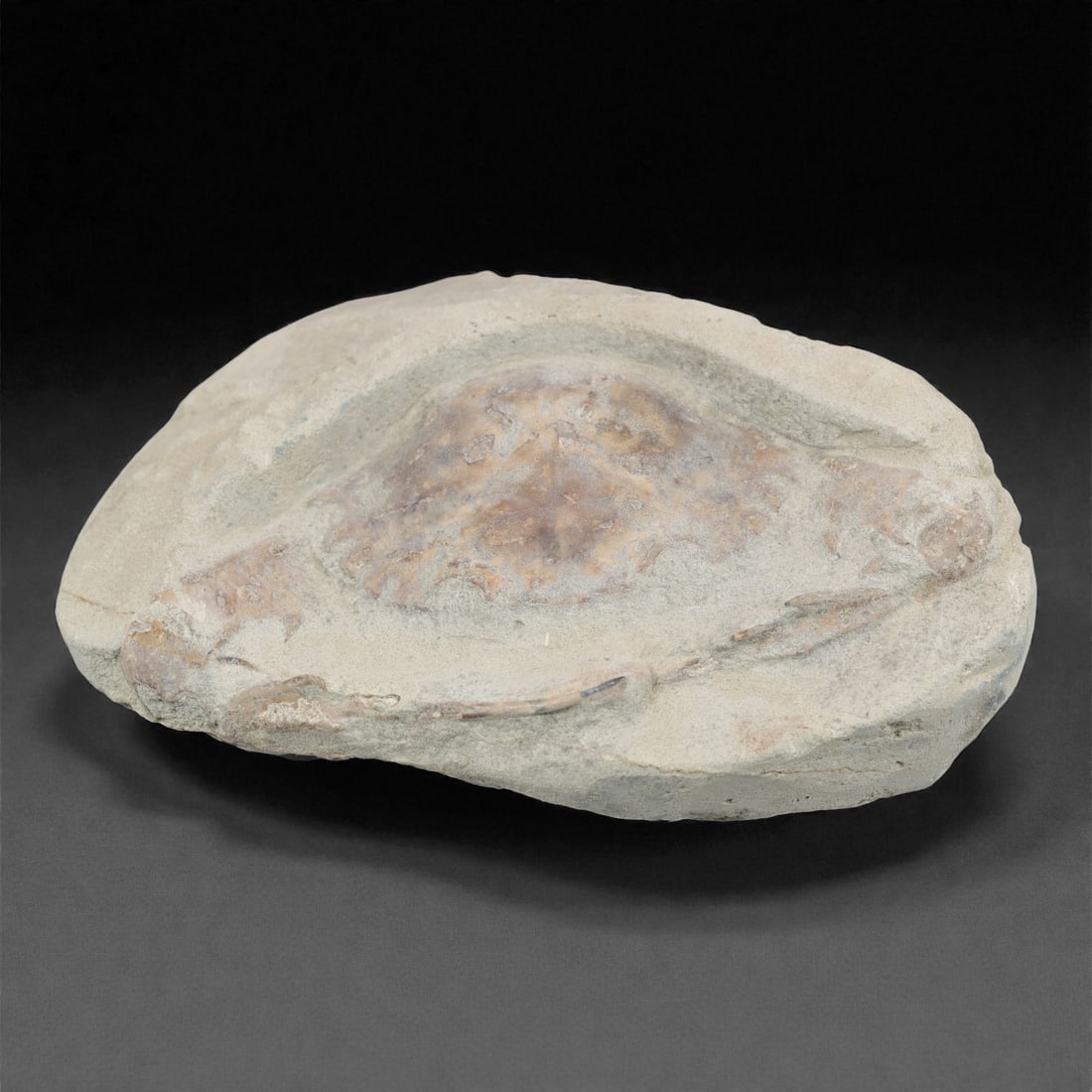 Prehistoric Stone Crab Fossil, Ancient Specimen, 11cm, 58D: Carved by geological processes, this specimen preserves the mineralized remains of a crab embedded within a consolidated sedimentary matrix. The form retains the domed carapace and partial appendages,