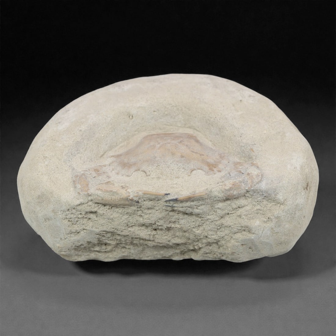 Prehistoric Stone Crab Fossil, Ancient Specimen, 9.5cm, 70D: Carved by geological processes, this specimen preserves the mineralized remains of a crab embedded within a consolidated sedimentary matrix. The form retains the domed carapace and partial appendages,