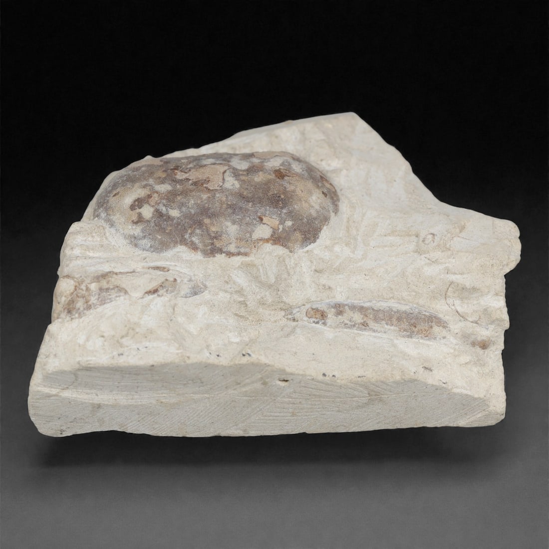 Prehistoric Stone Crab Fossil, Ancient Specimen, 10cm, 75D: Carved by geological processes, this specimen preserves the mineralized remains of a crab embedded within a consolidated sedimentary matrix. The form retains the domed carapace and partial appendages,
