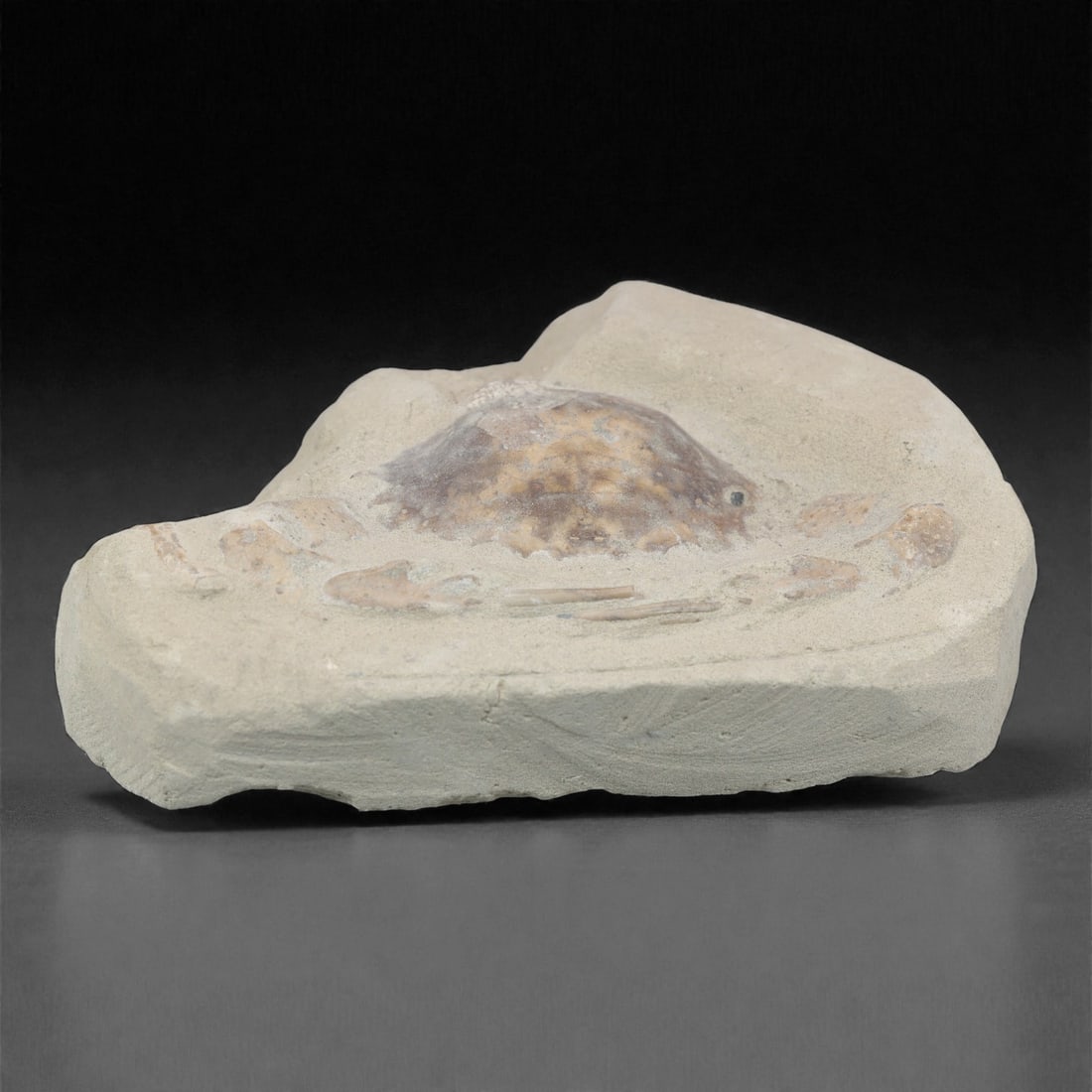 Prehistoric Stone Crab Fossil, Ancient Specimen, 13.7cm, 68D: Carved by geological processes, this specimen preserves the mineralized remains of a crab embedded within a consolidated sedimentary matrix. The form retains the domed carapace and partial appendages,