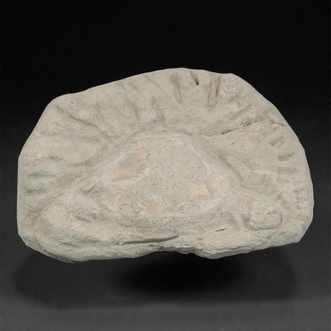 Prehistoric Stone Crab Fossil, Ancient Specimen, 10cm, 54D: Carved by geological processes, this specimen preserves the mineralized remains of a crab embedded within a consolidated sedimentary matrix. The form retains the domed carapace and partial appendages,