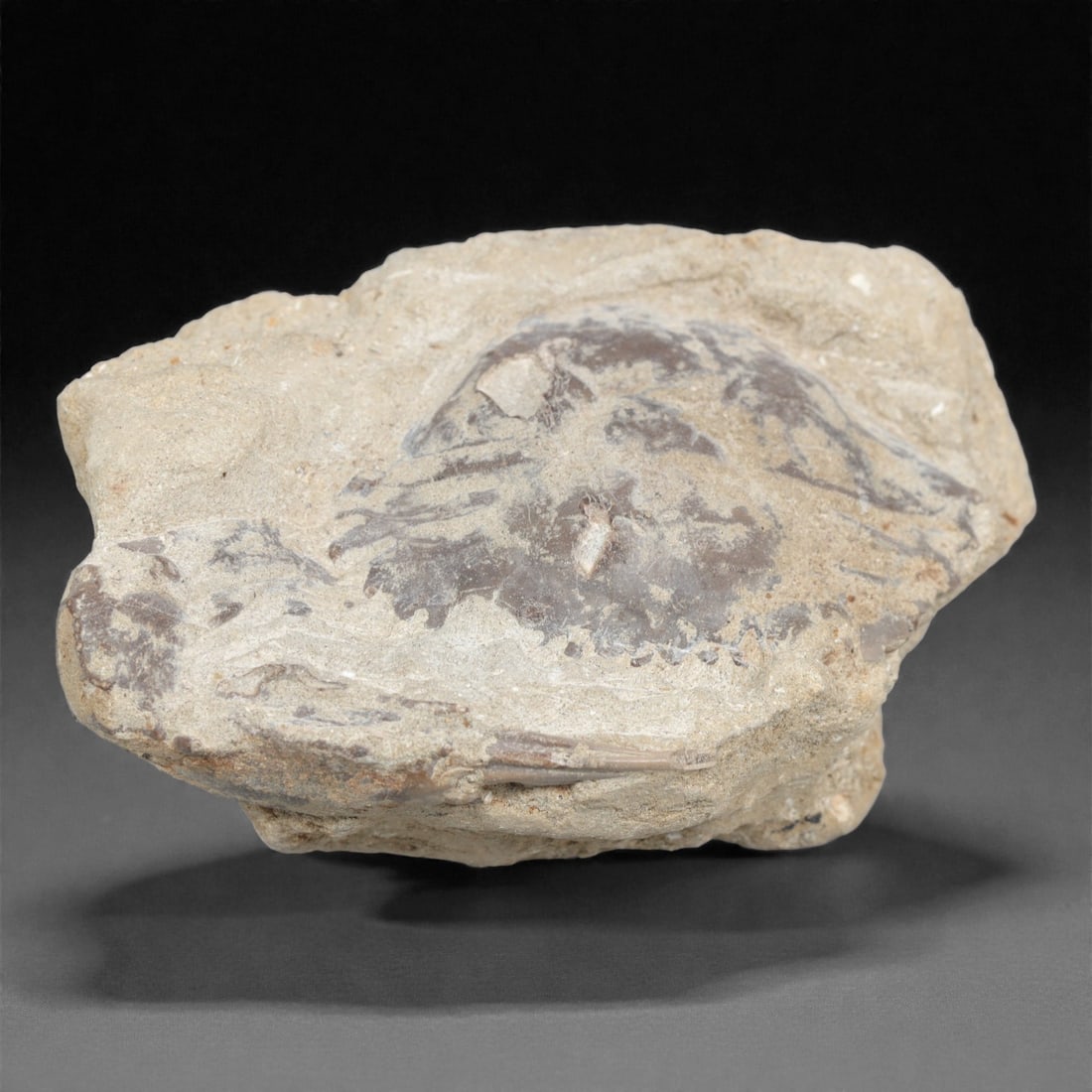 Prehistoric Stone Crab Fossil, Ancient Specimen, 9cm, 87D: Carved by geological processes, this specimen preserves the mineralized remains of a crab embedded within a consolidated sedimentary matrix. The form retains the domed carapace and partial appendages,